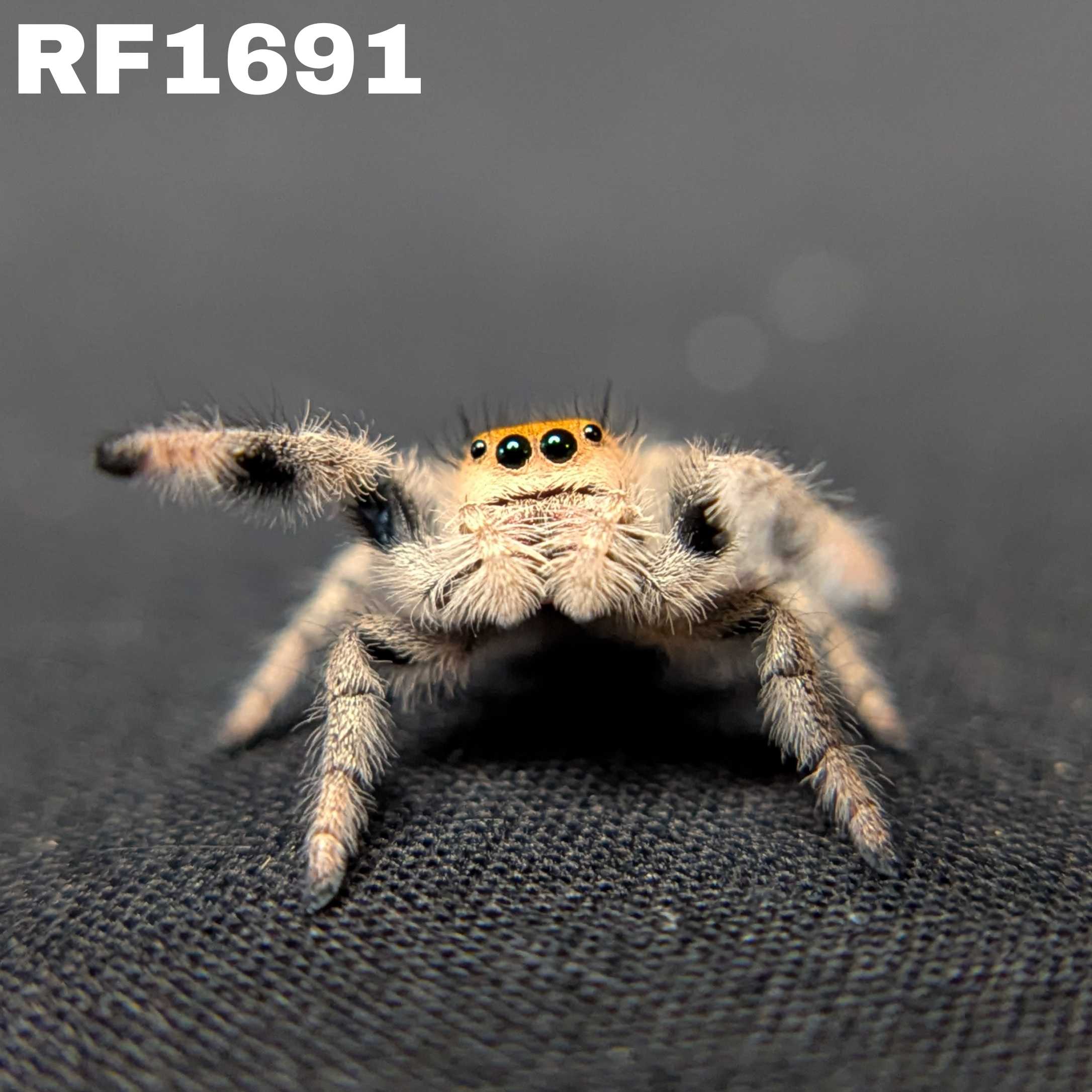 Regal Jumping Spider “Paprika”