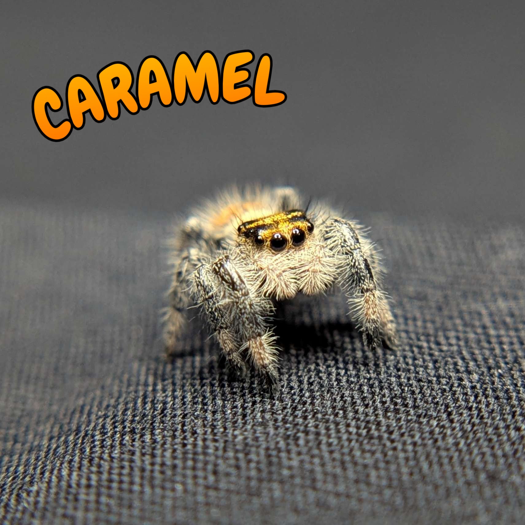 Regal Jumping Spider "Caramel"