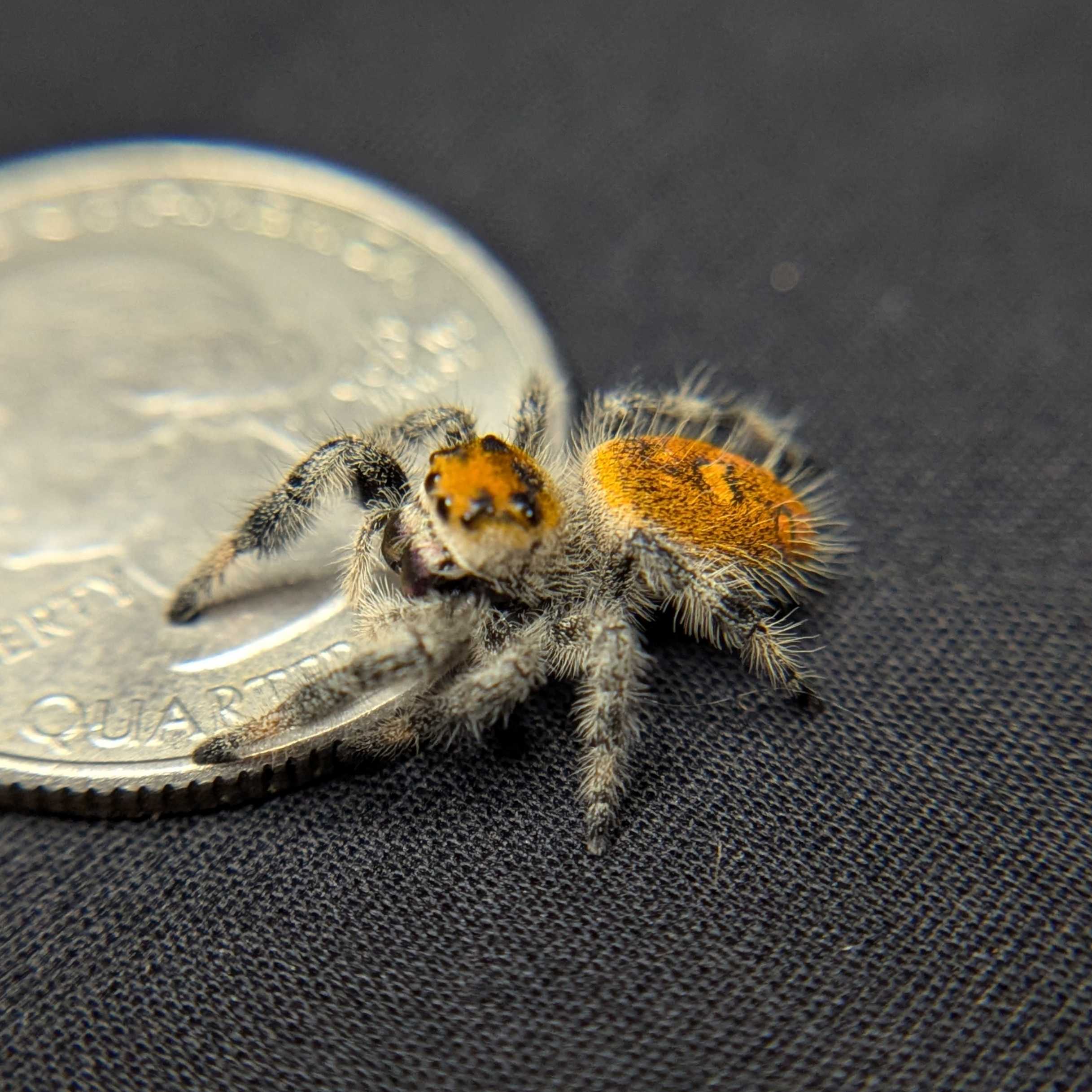Regal Jumping Spider "Yam"
