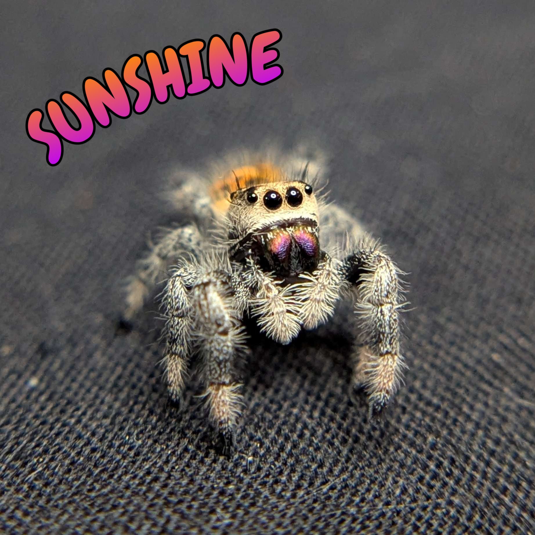 Regal Jumping Spider "Sunshine"