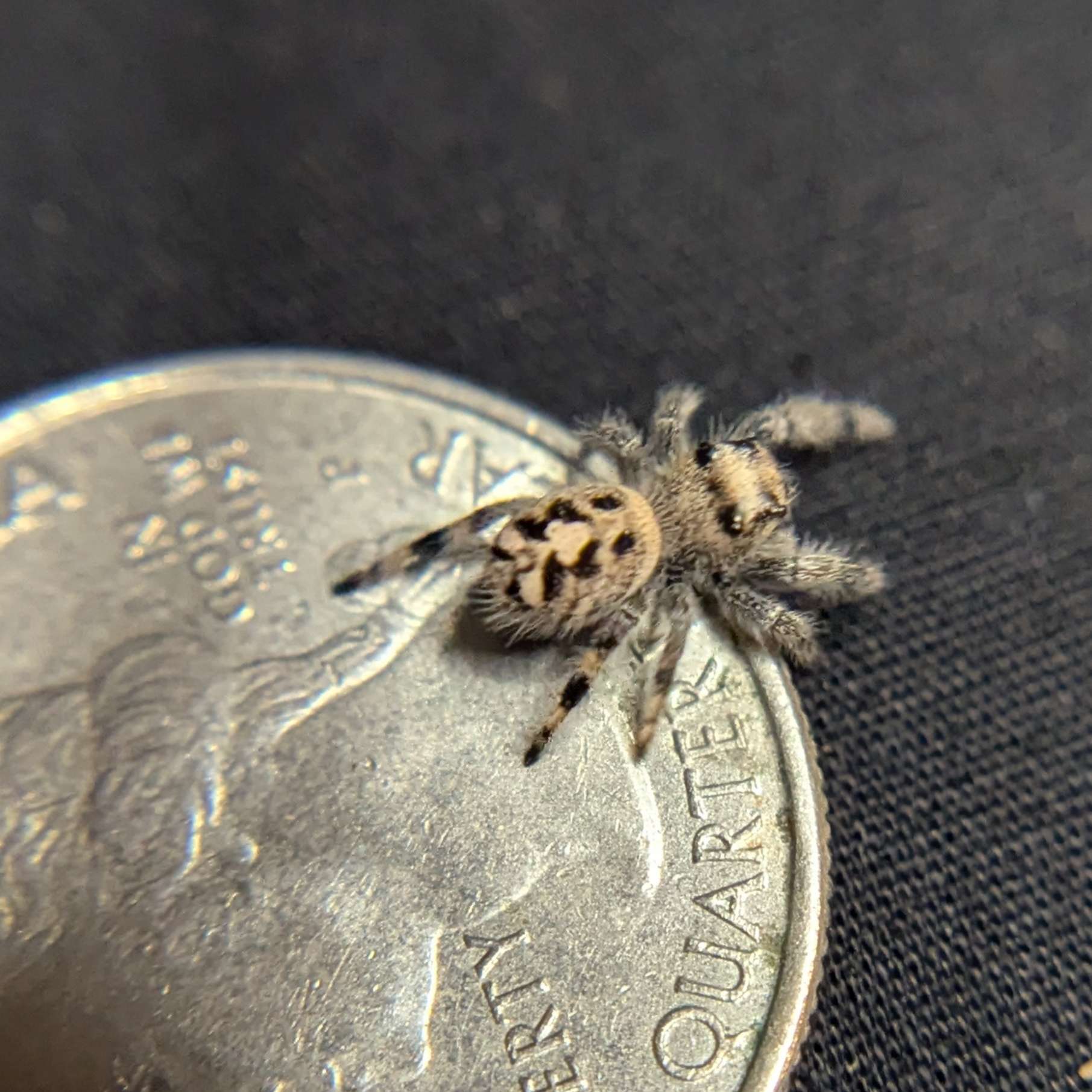 Regal Jumping Spider "Corn"