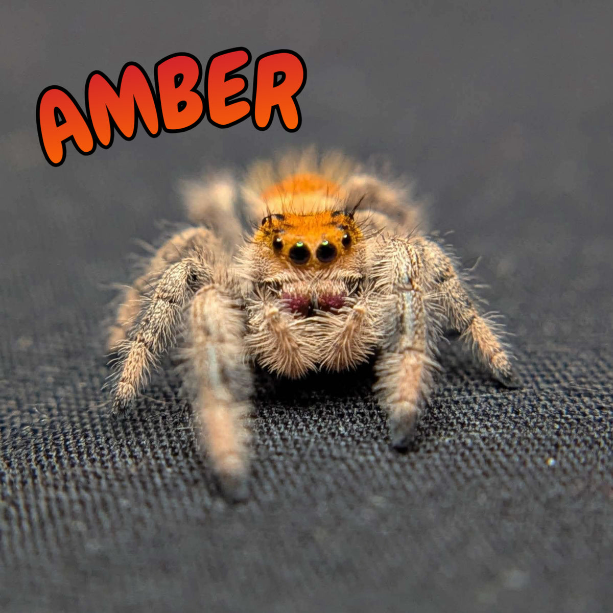 Regal Jumping Spider “Amber”
