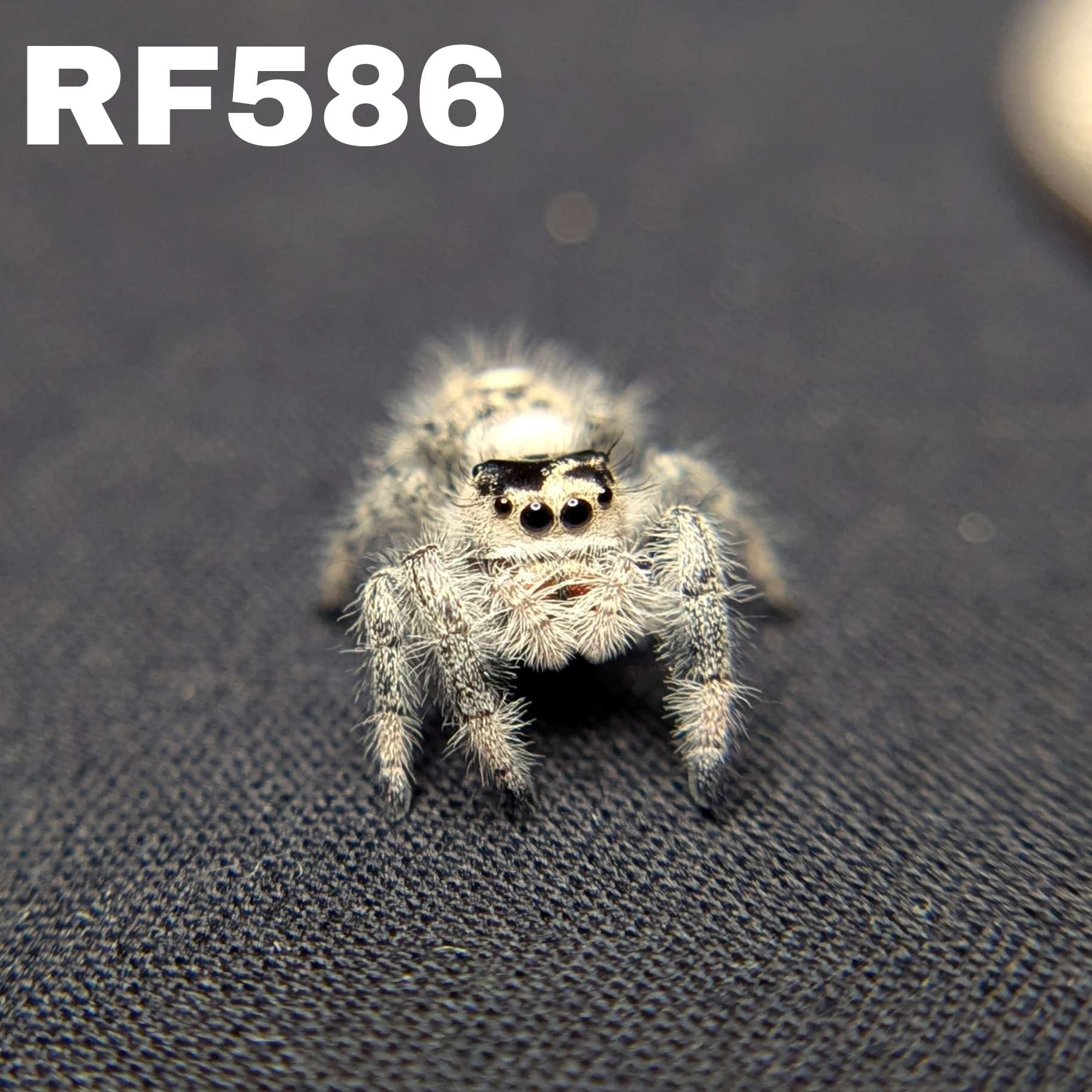 Regal Jumping Spider "Spell"