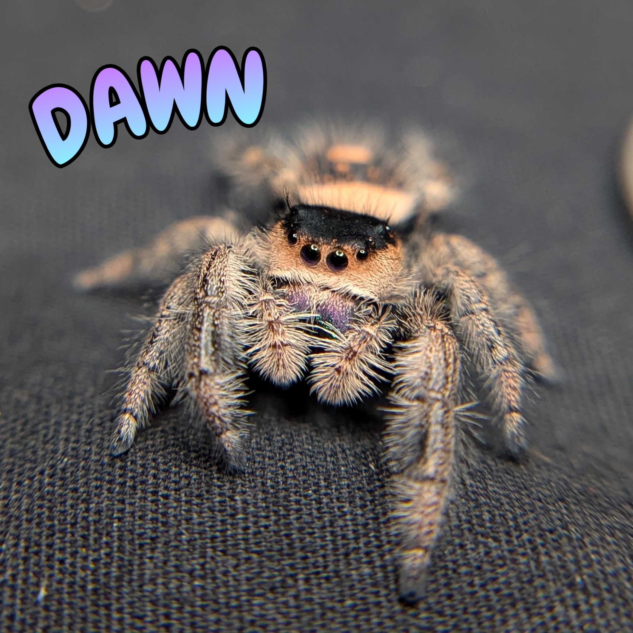 Regal Jumping Spider “Dawn”