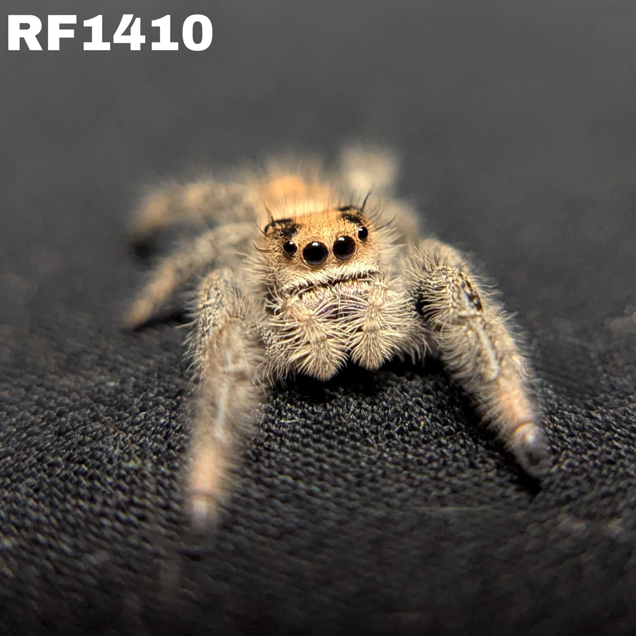 Regal Jumping Spider "Daisy"