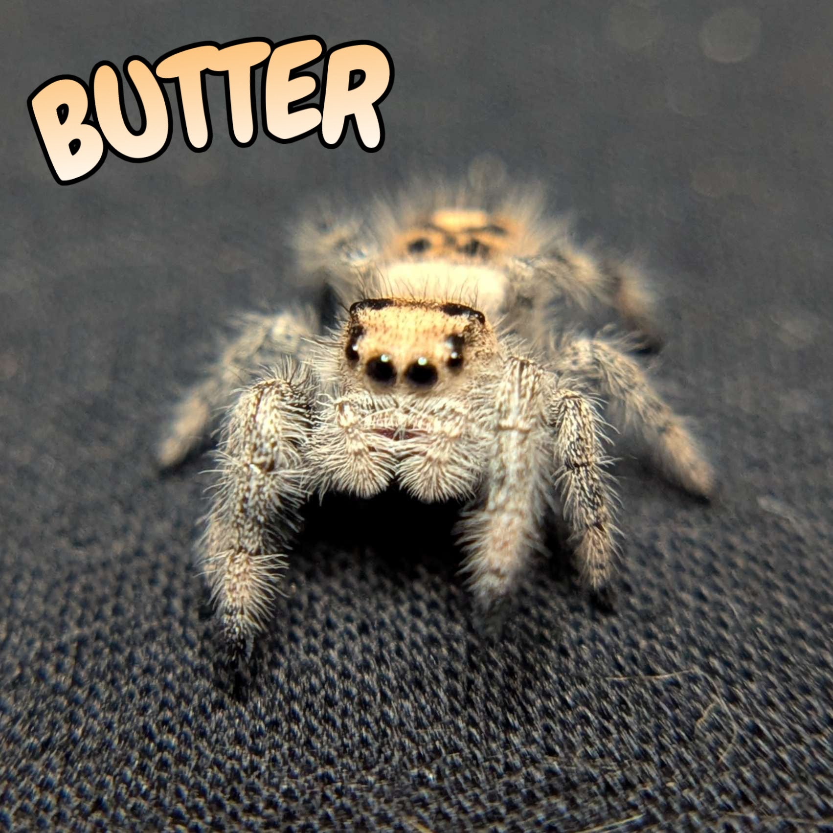 Regal Jumping Spider "Butter"
