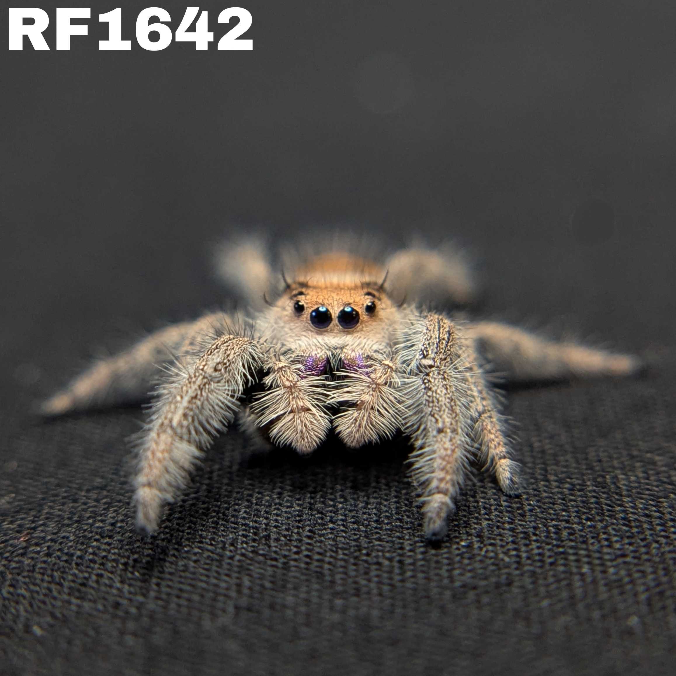 Regal Jumping Spider "Lavender"