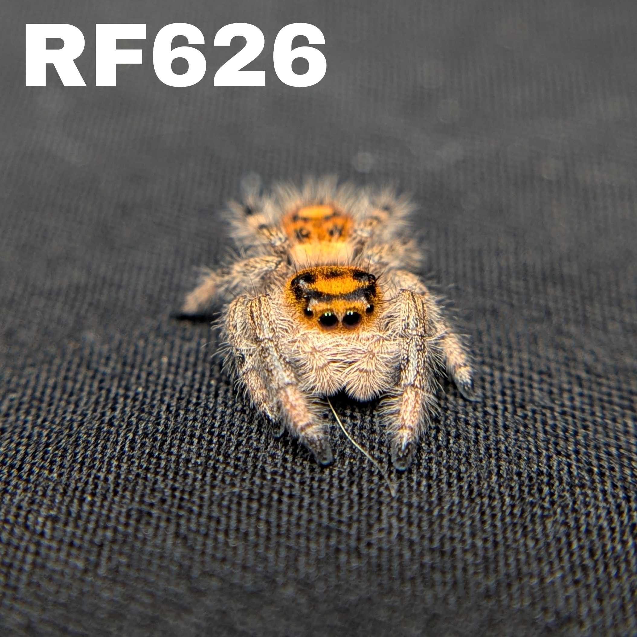 Regal Jumping Spider "Gobble"