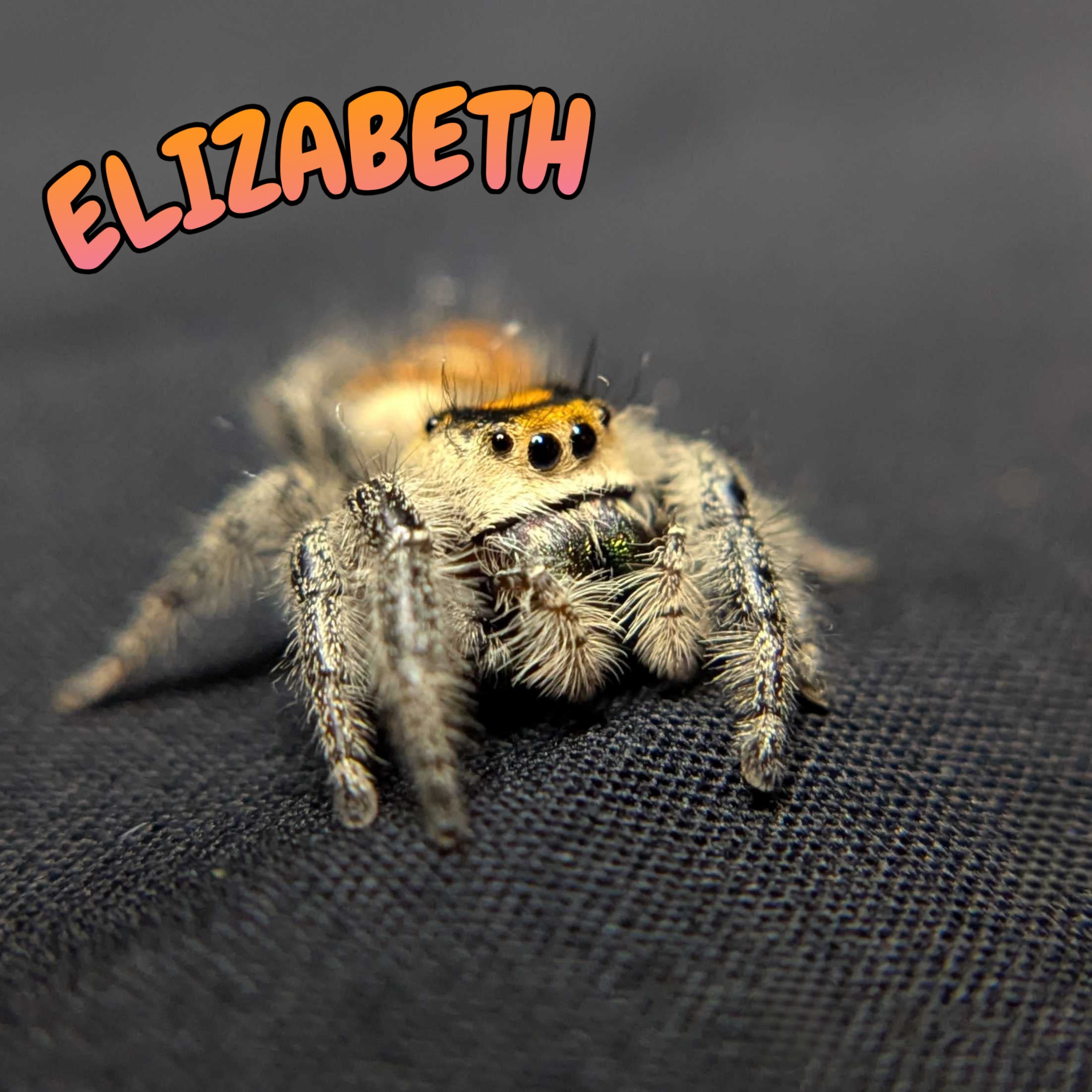 Regal Jumping Spider "Elizabeth"