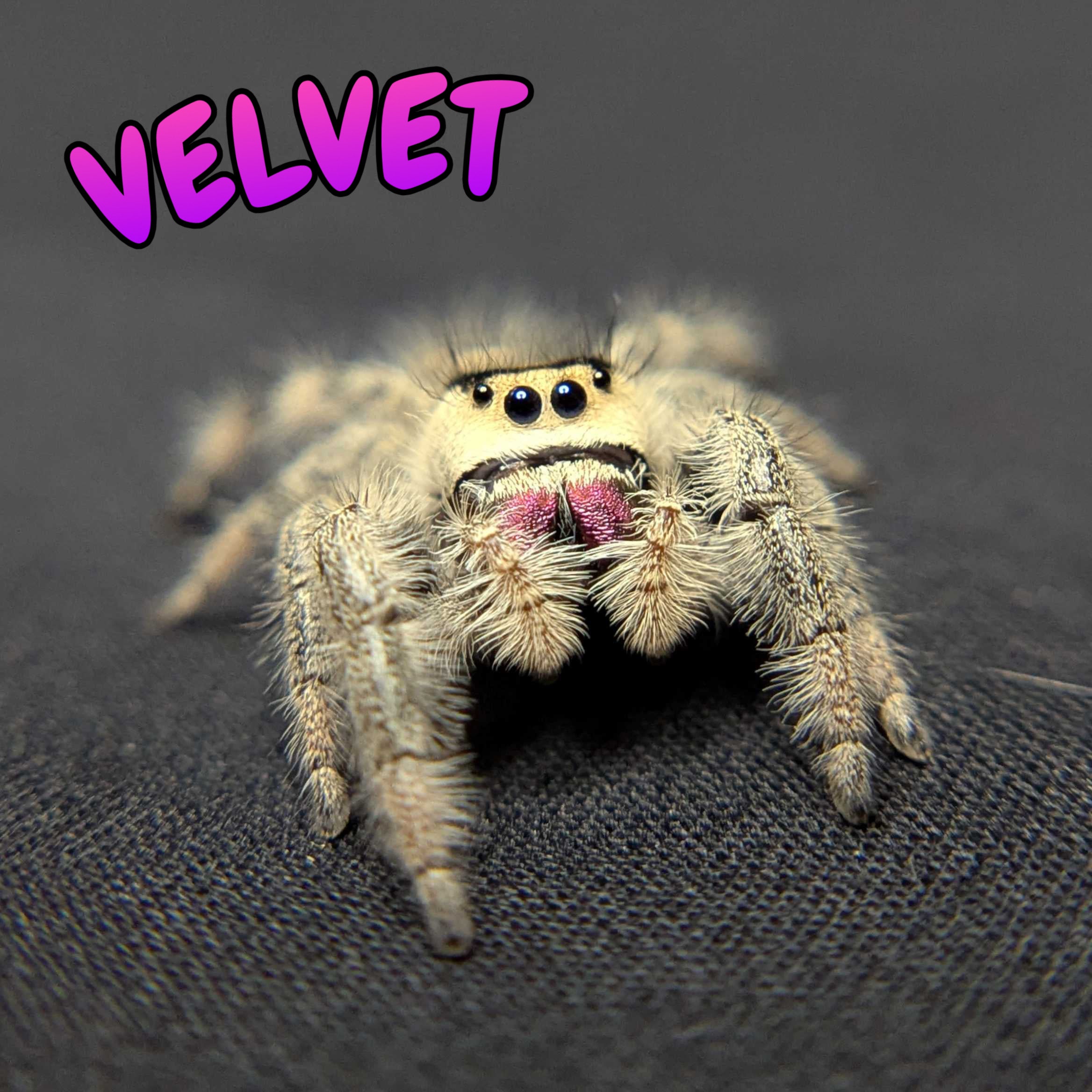 Regal Jumping Spider "Velvet"