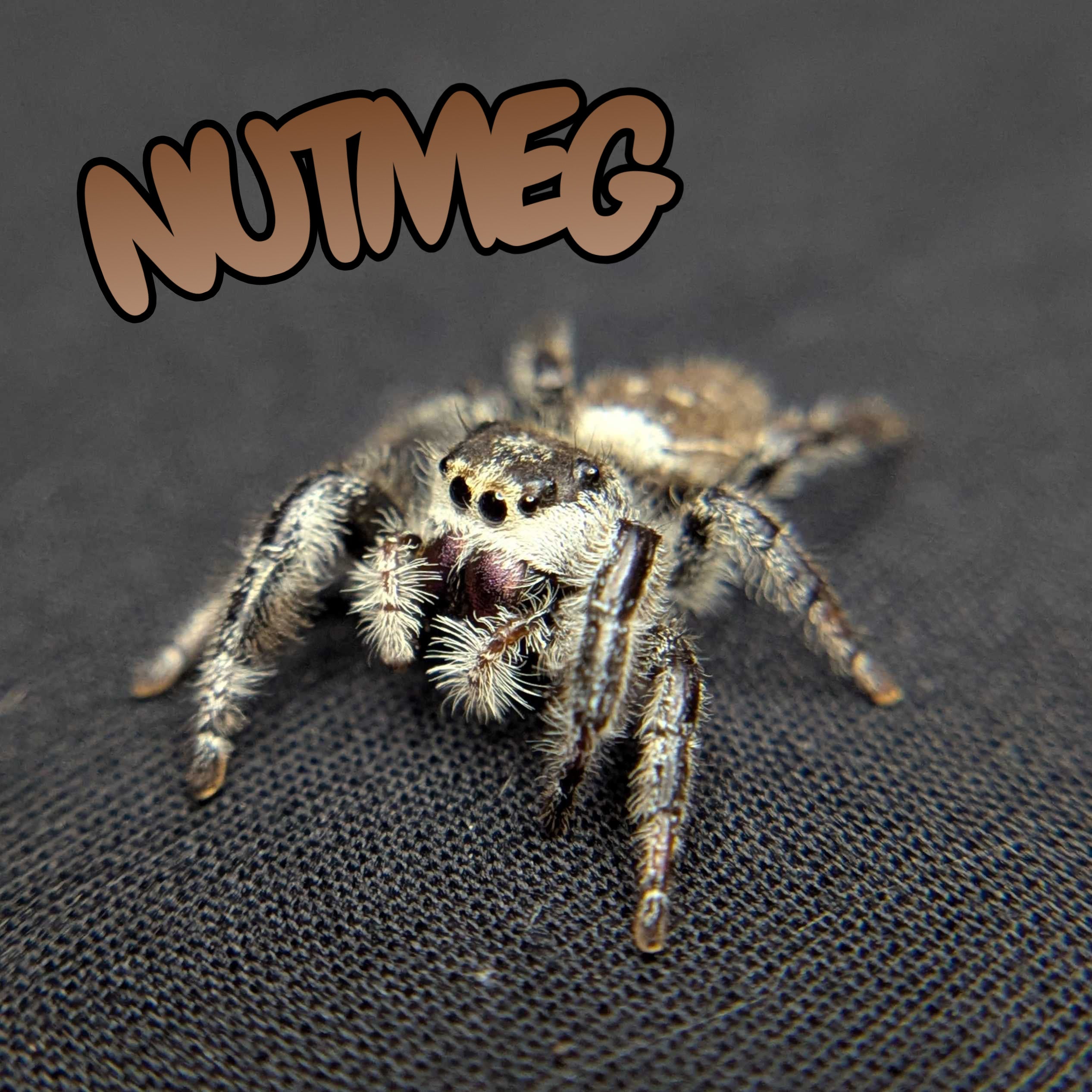 Regal Jumping Spider "Nutmeg"