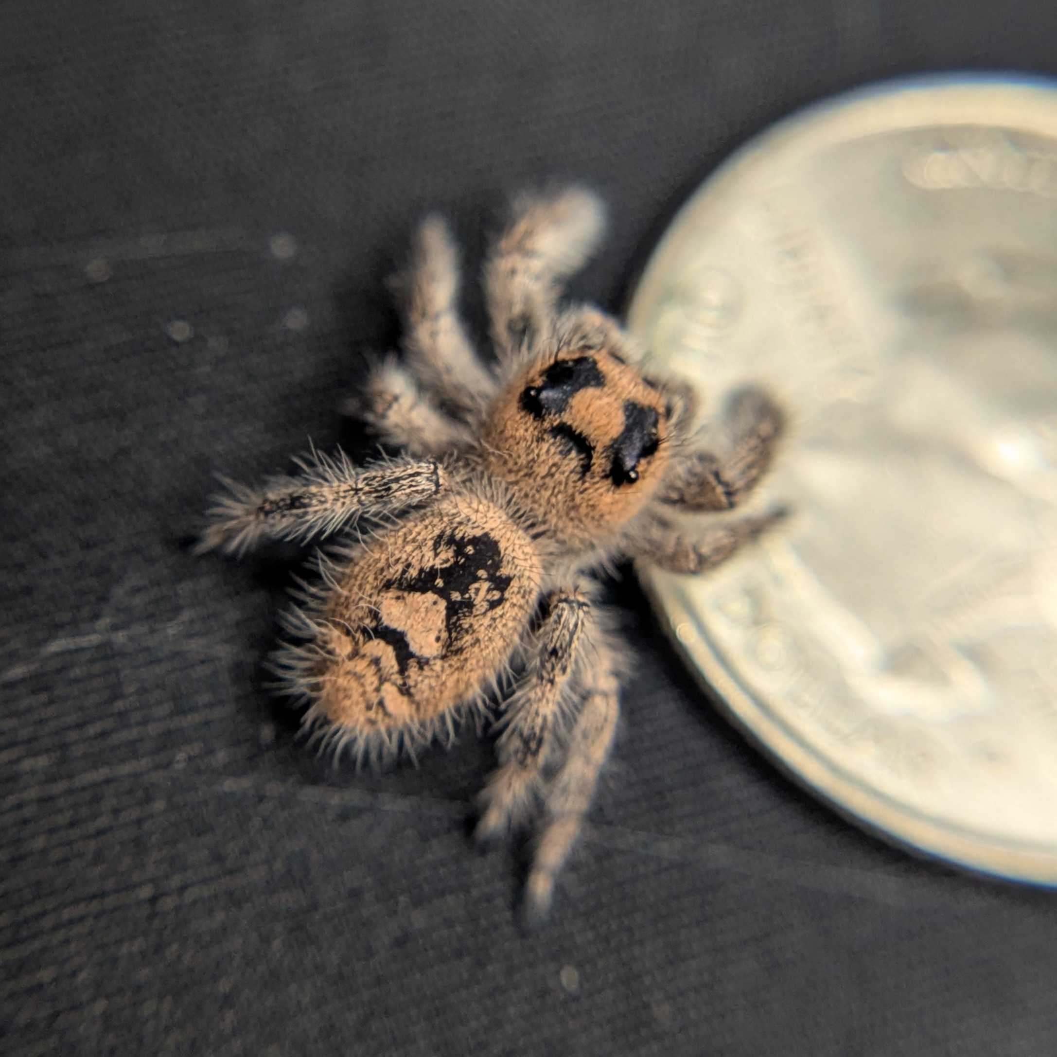 Regal Jumping Spider "Meadow"