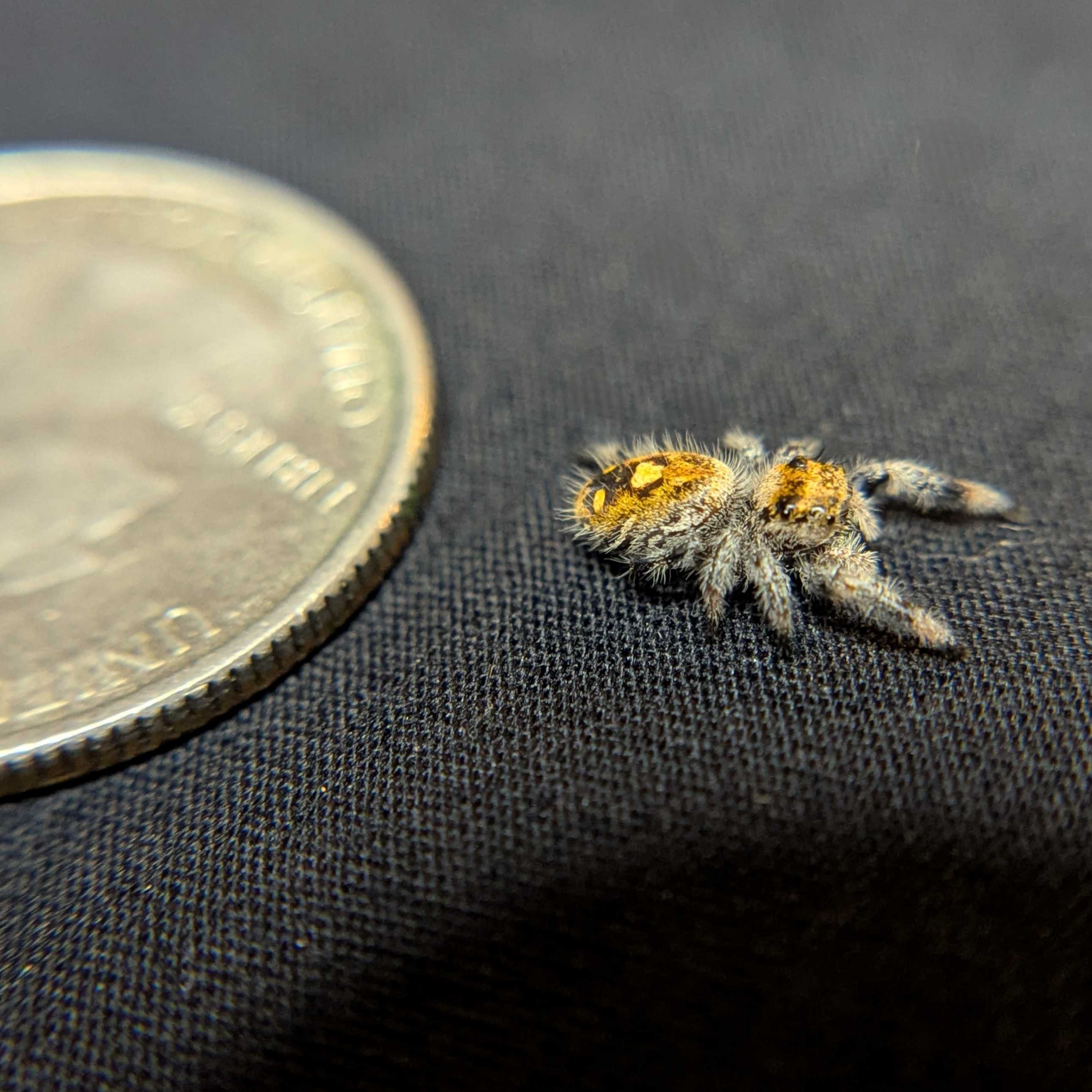 Regal Jumping Spider "Goldilocks"