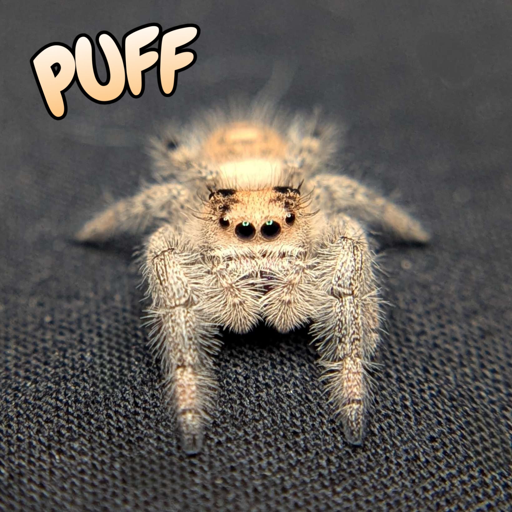 Regal Jumping Spider "Puff"