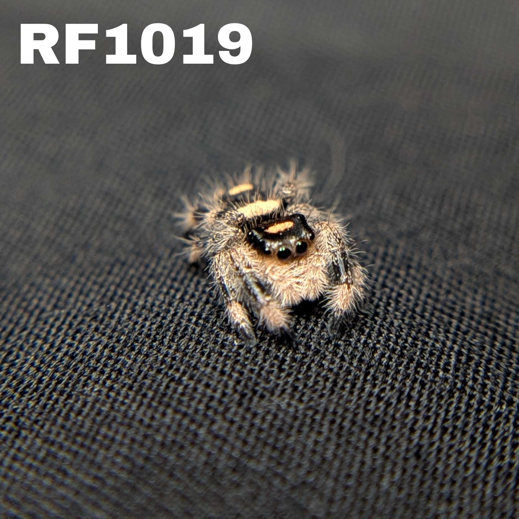 Regal Jumping Spider “Bonfire”