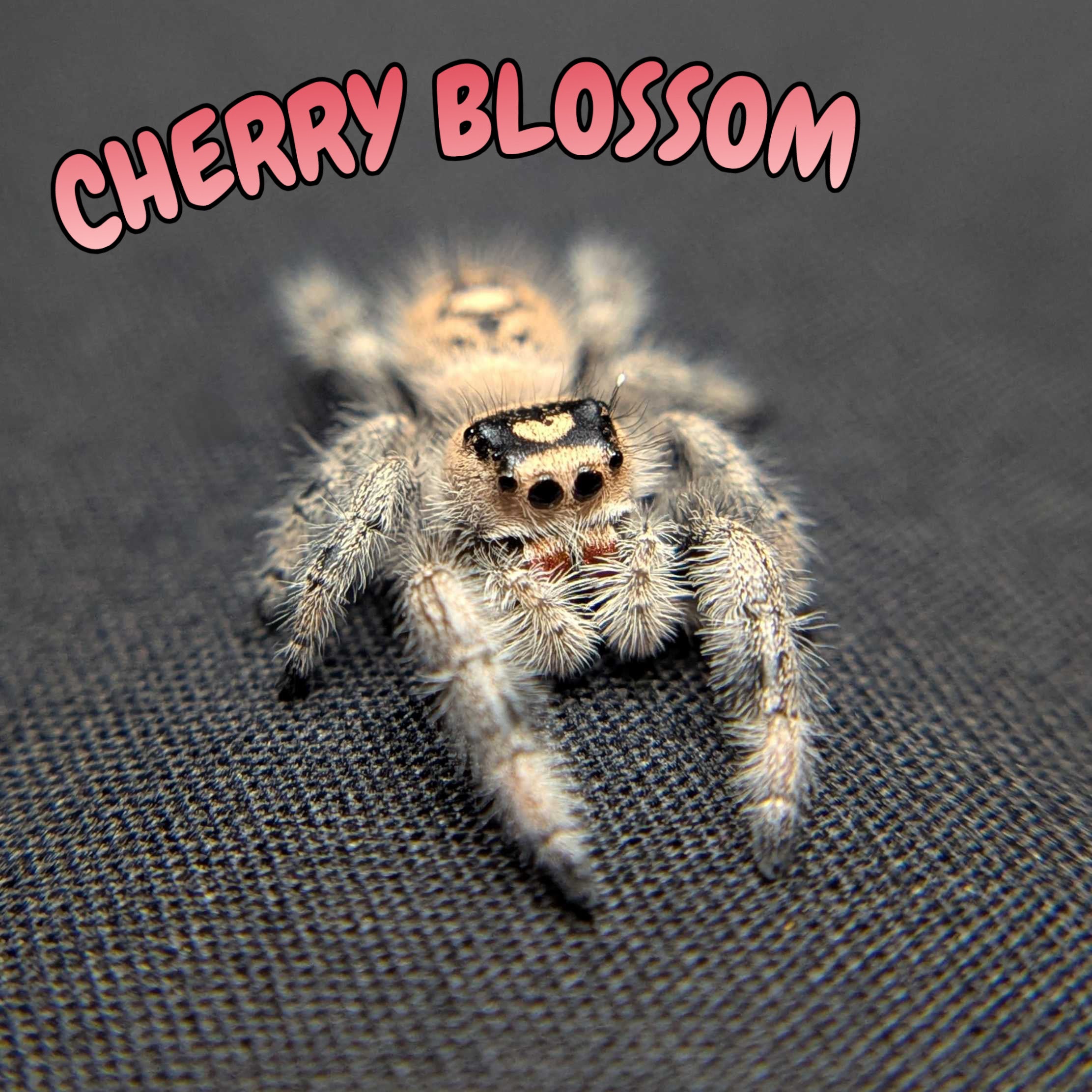Regal Jumping Spider "Cherry Blossom"