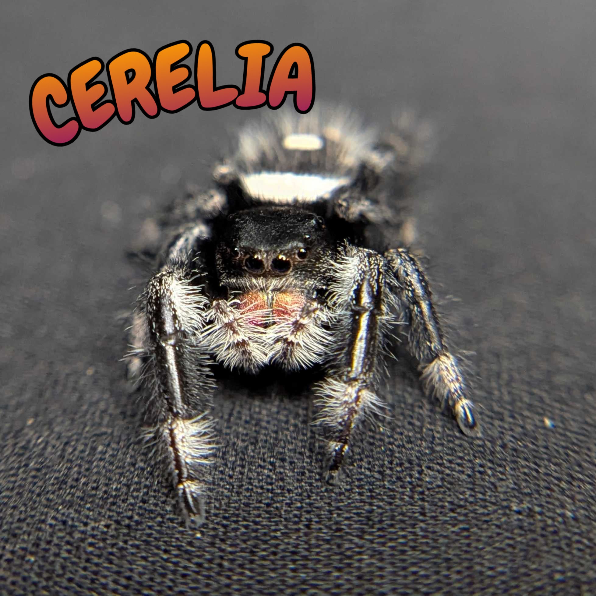 Regal Jumping Spider “Cerelia”