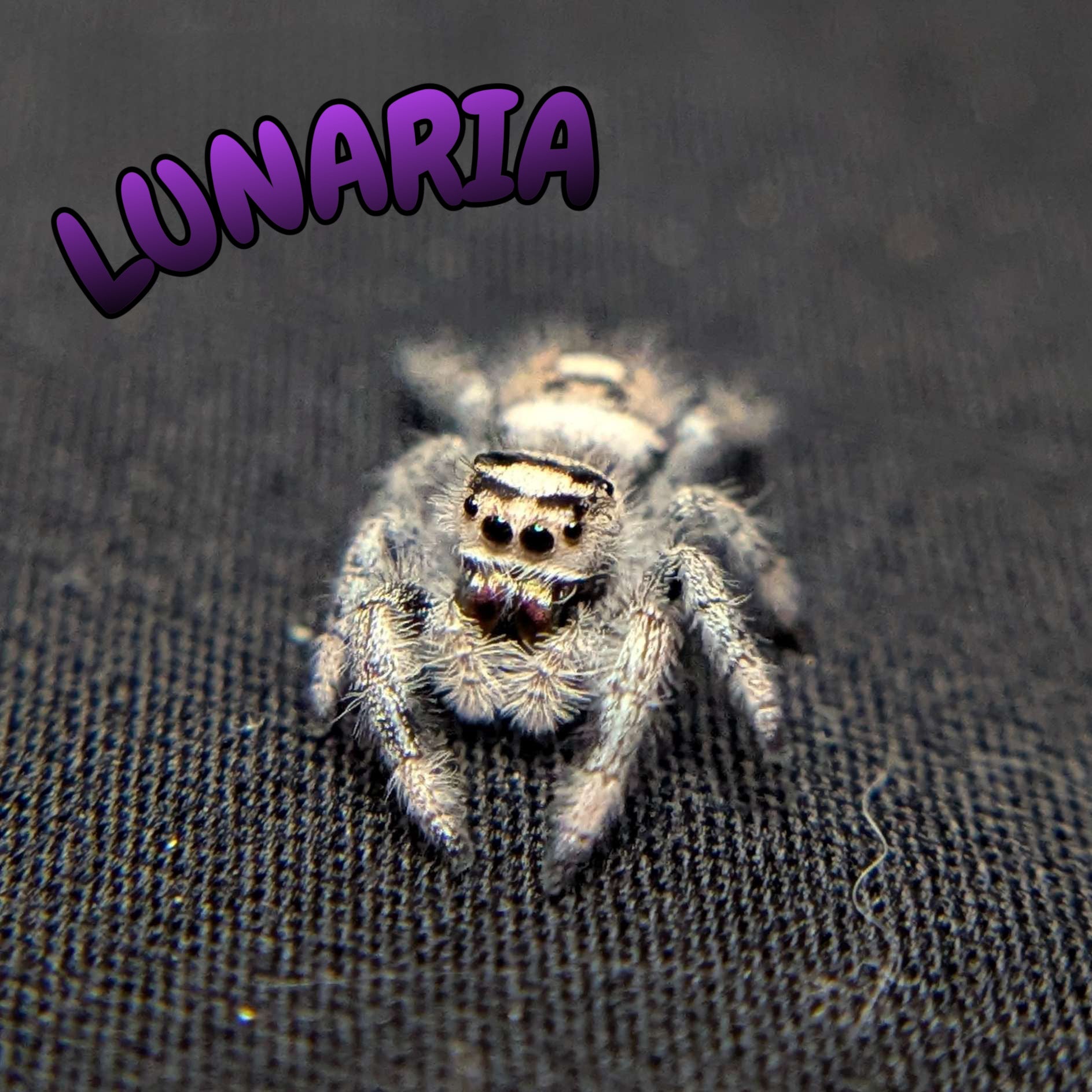 Female Regal Jumping Spider Lunaria