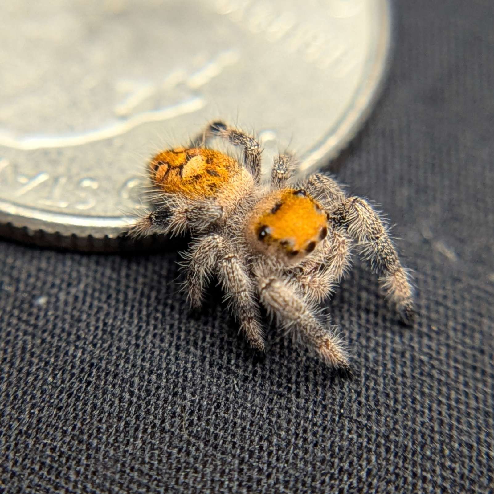 Regal Jumping Spider "Comet"