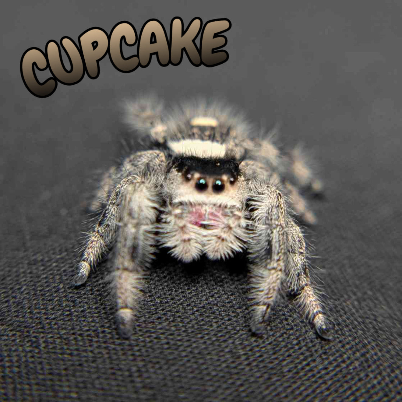 Regal Jumping Spider "Cupcake"
