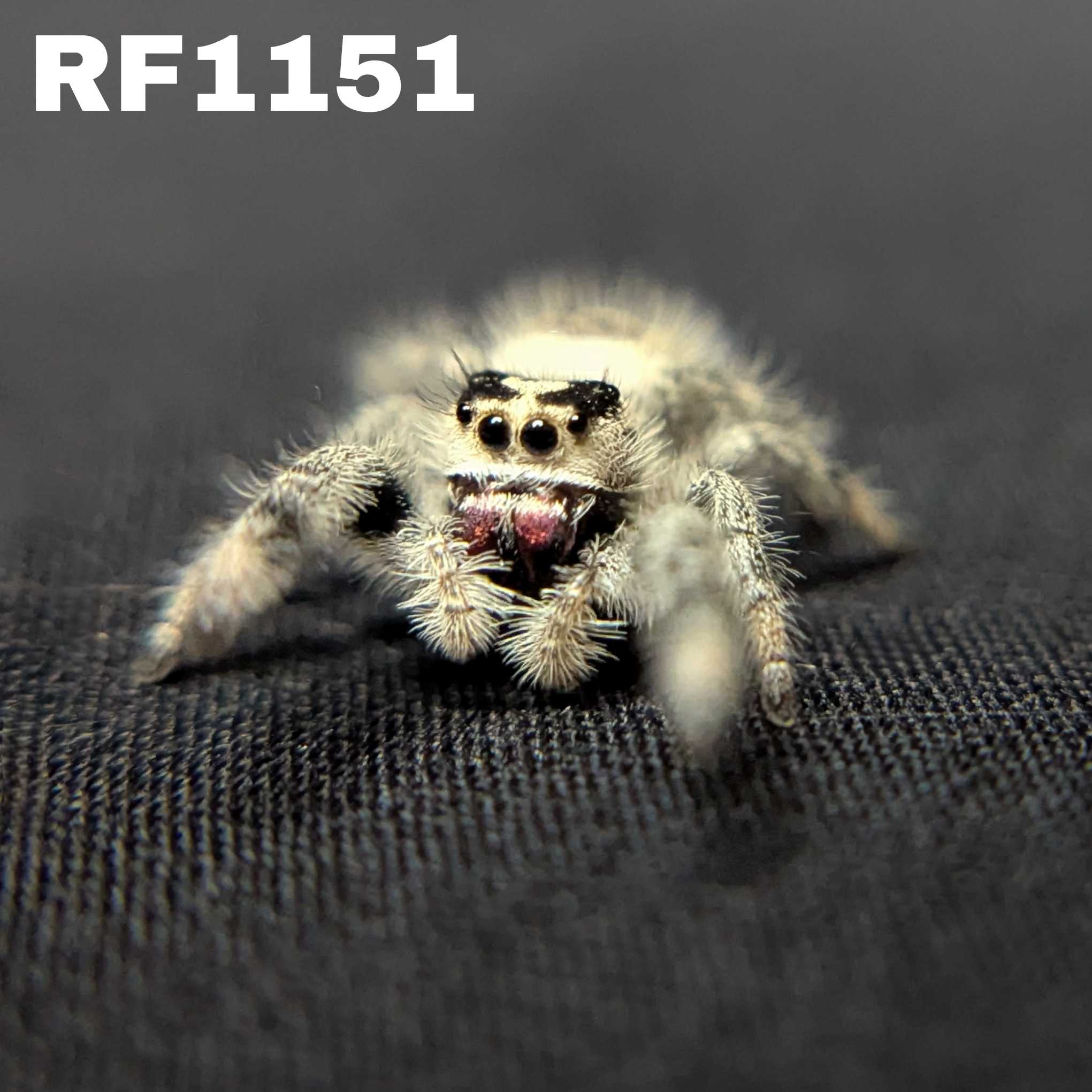 Regal Jumping Spider "Jam"
