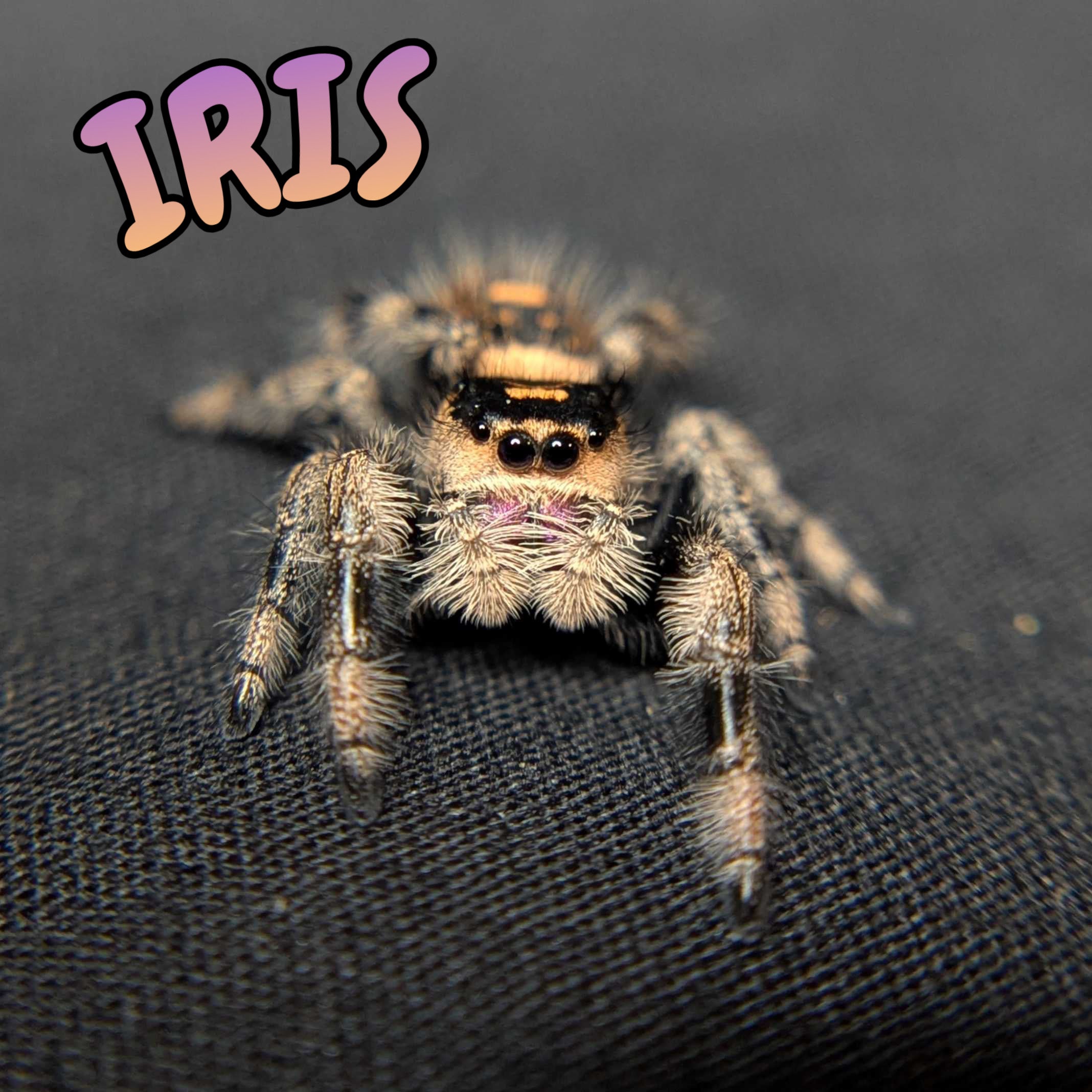 Regal Jumping Spider "Iris"