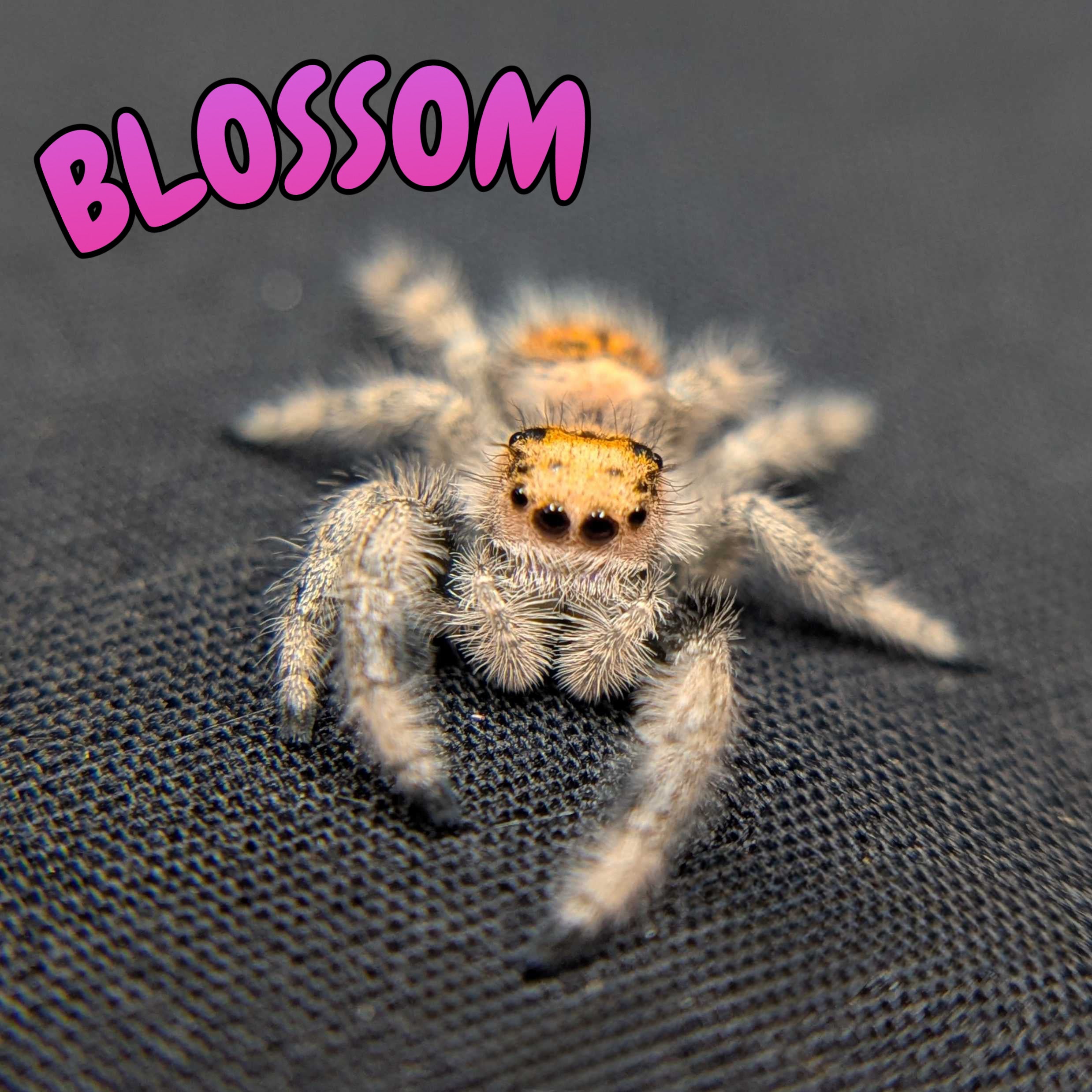 Regal Jumping Spider "Blossom"