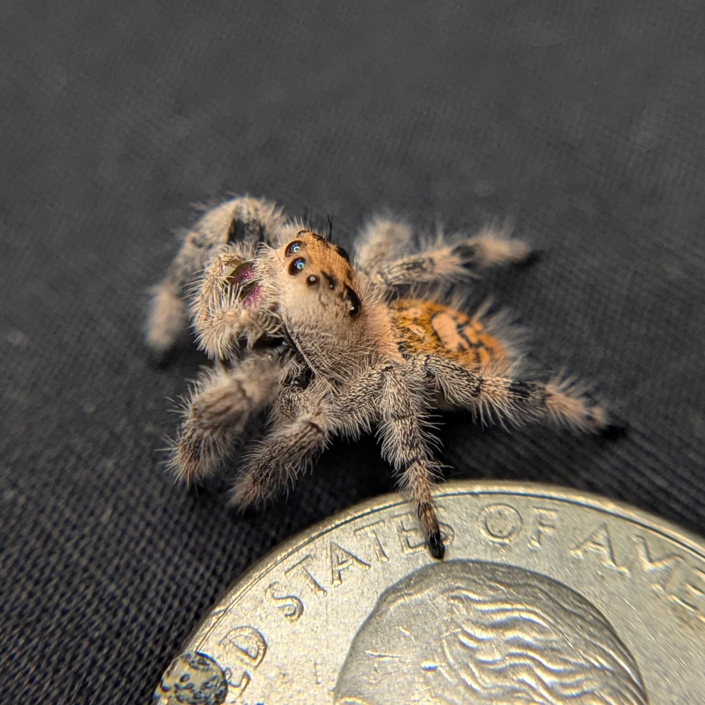 Regal Jumping Spider "Gemstone"