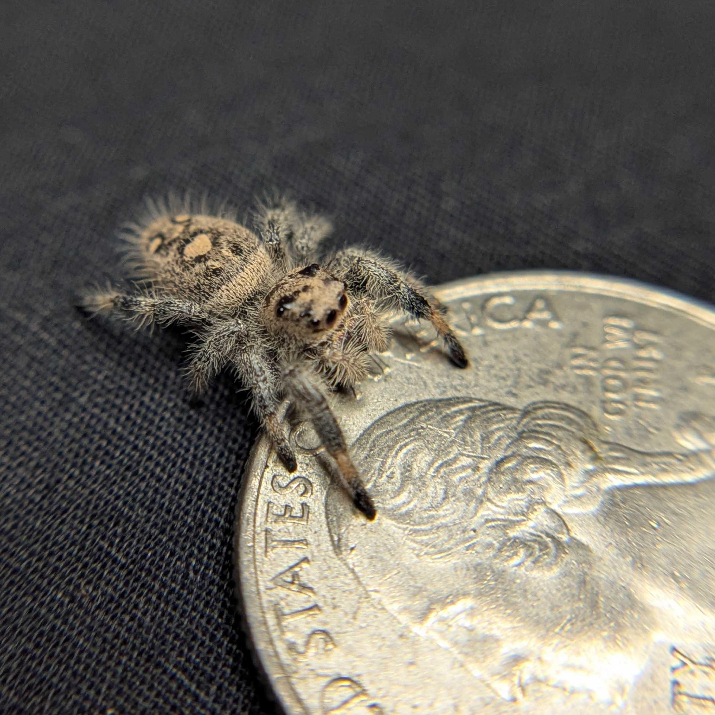 Regal Jumping Spider "Bunny"