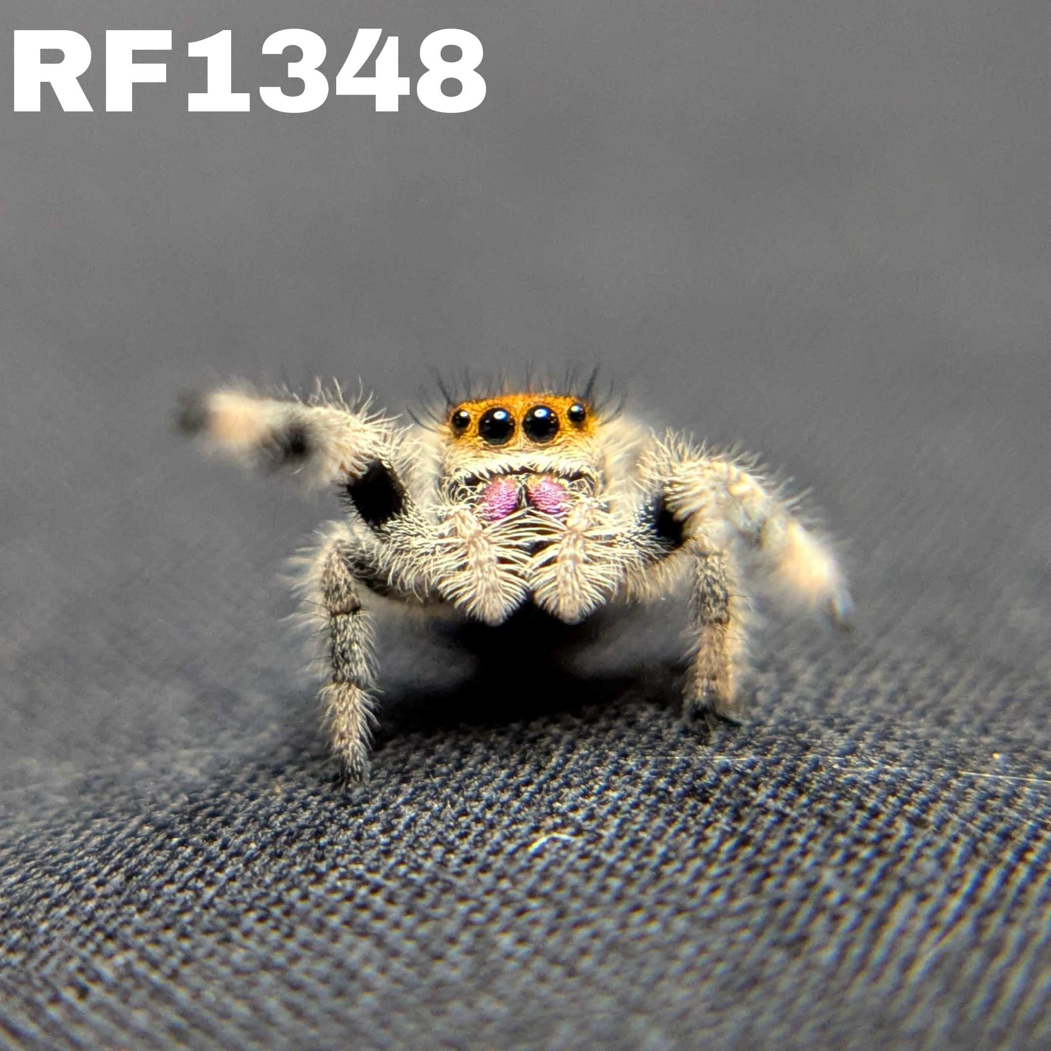 Regal Jumping Spider "Citrine"