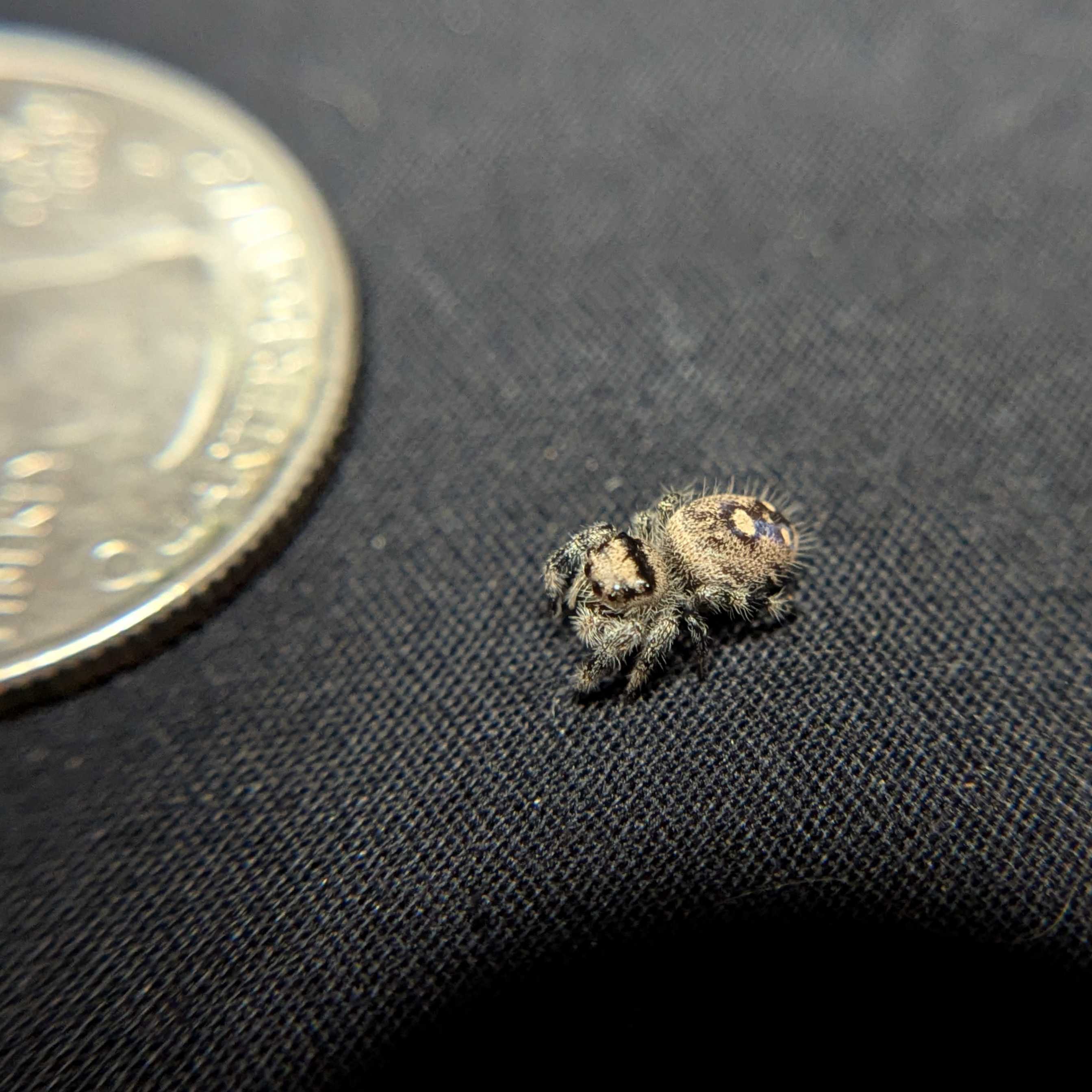 Regal Jumping Spider "Egg"