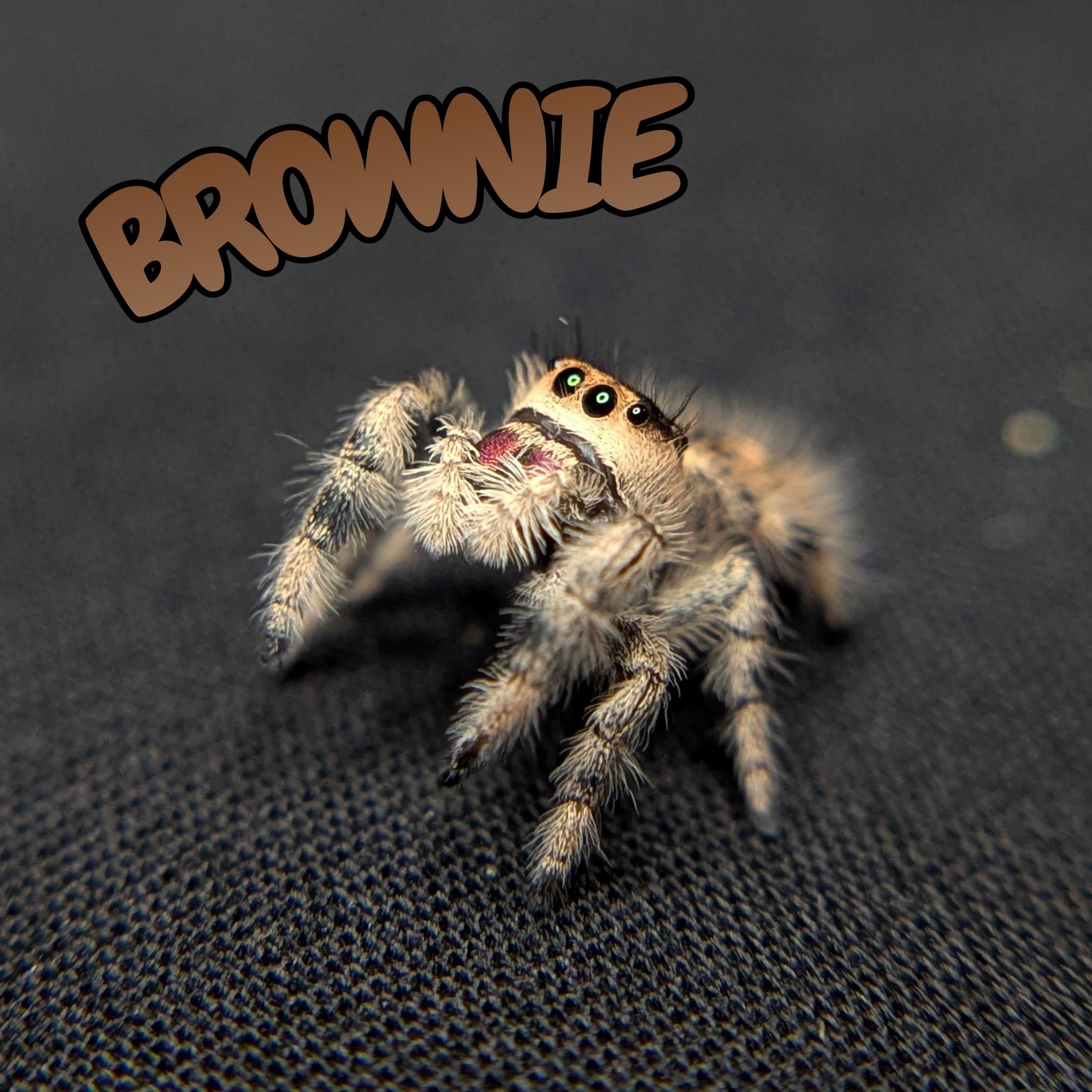 Regal Jumping Spider "Brownie"