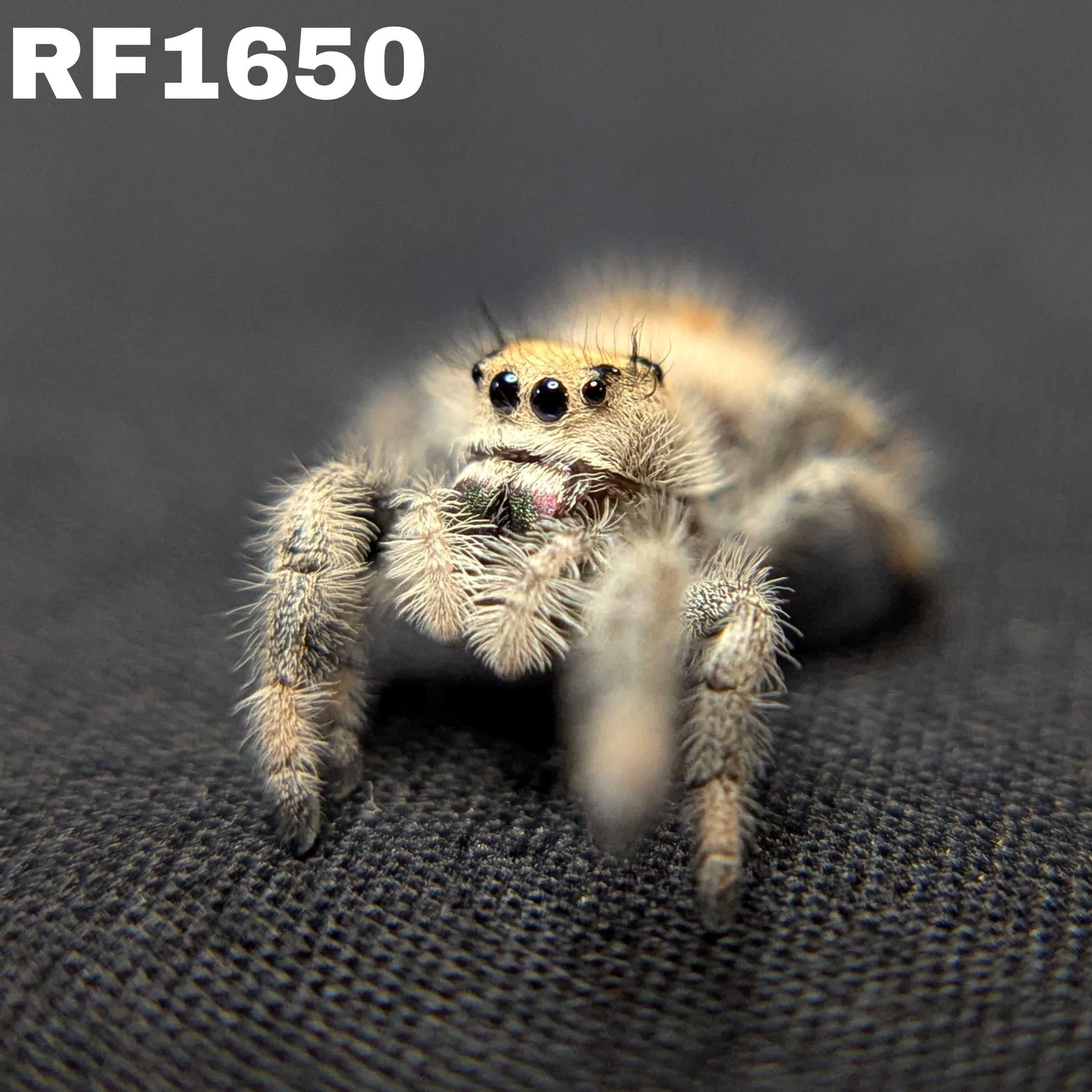 Regal Jumping Spider "Sprinkle"