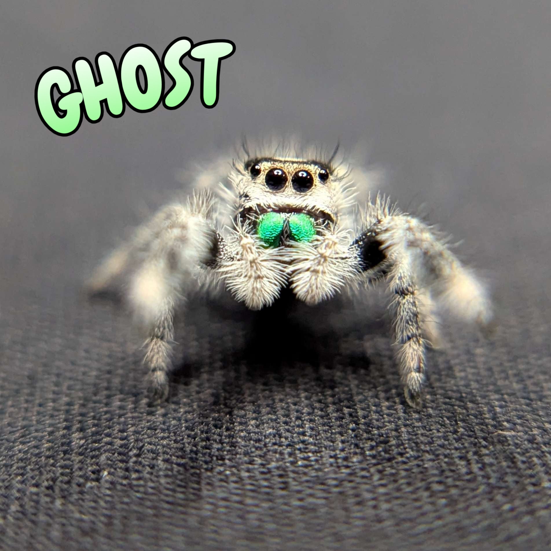 Regal Jumping Spider "Ghost"