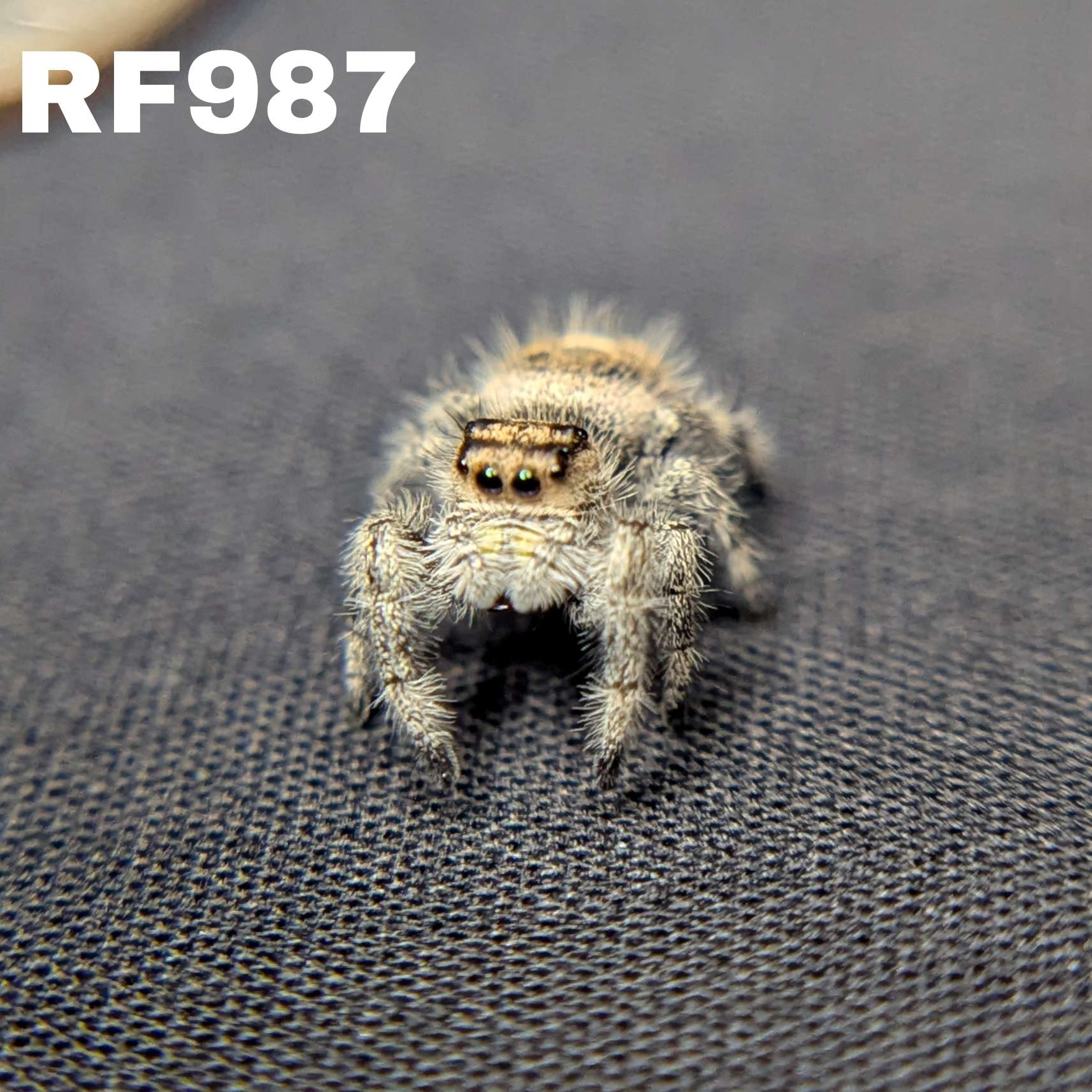 Regal Jumping Spider "Sourdough"