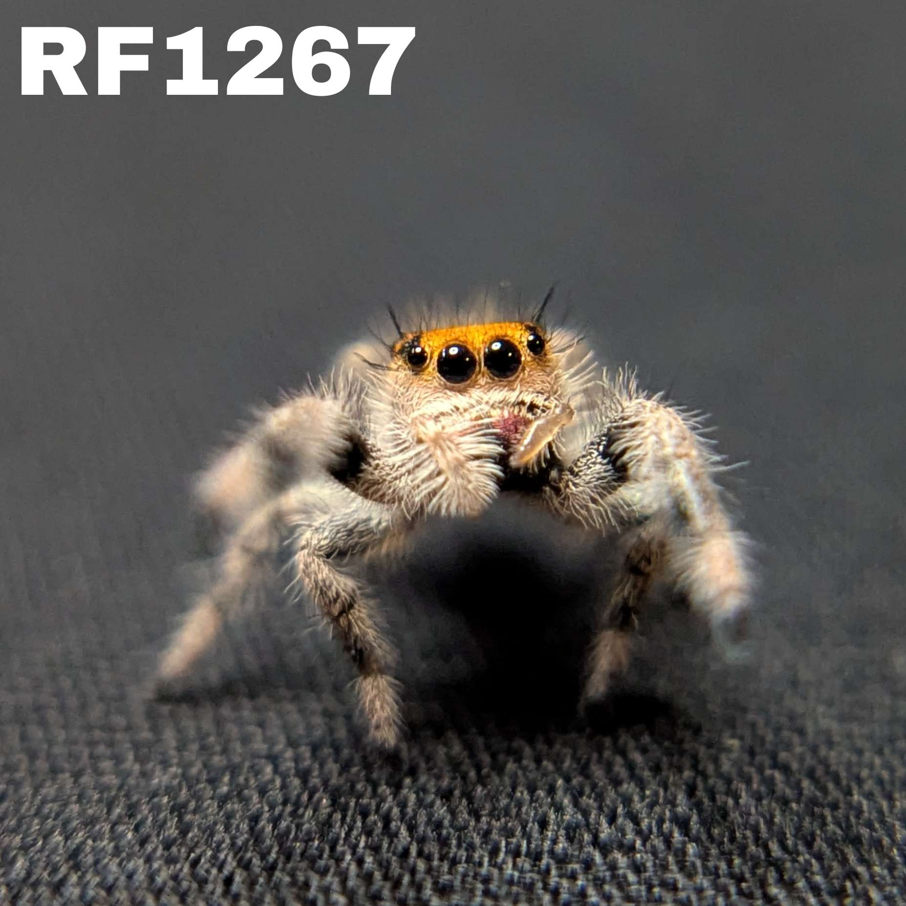 Regal Jumping Spider "Firecracker"
