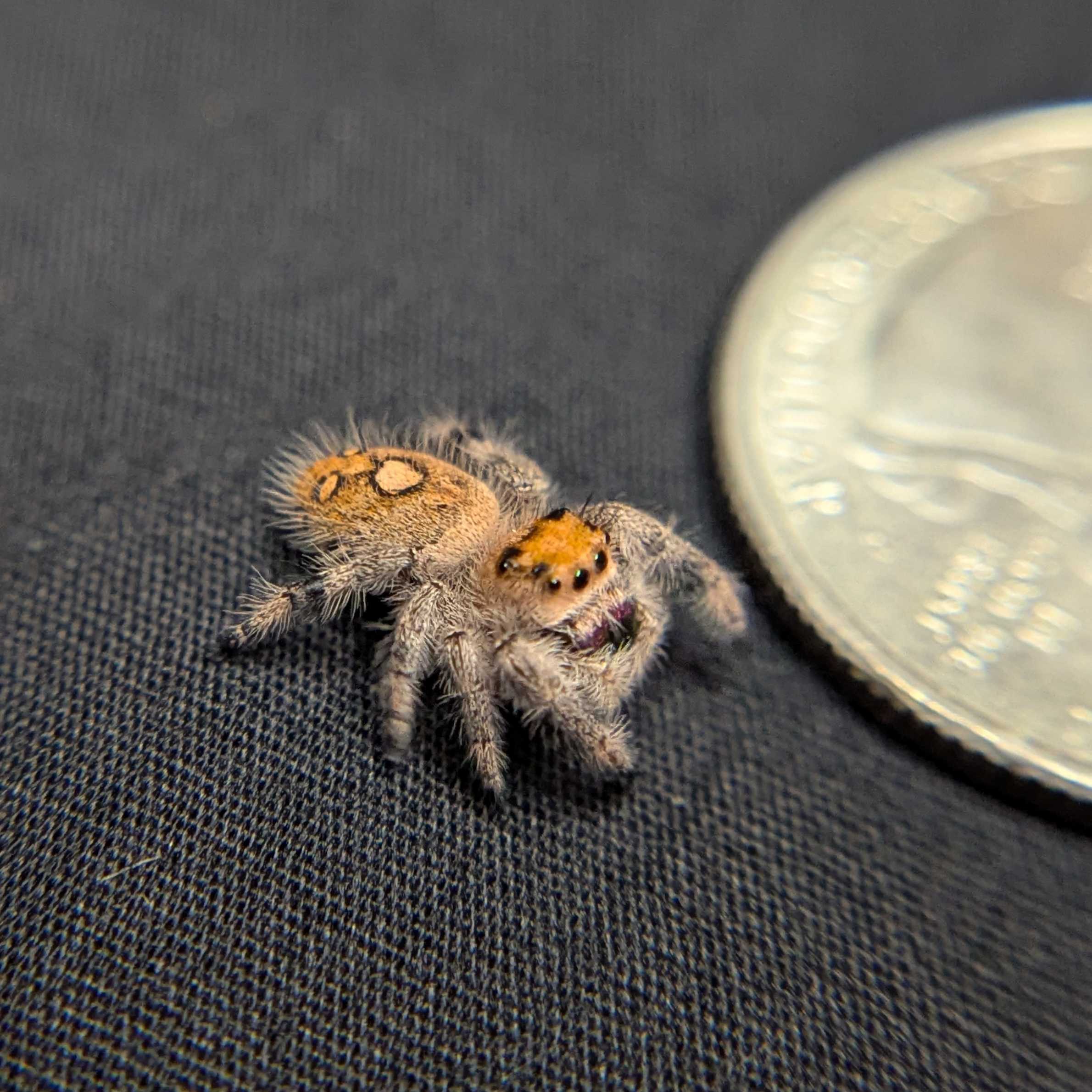 Regal Jumping Spider "Golden"