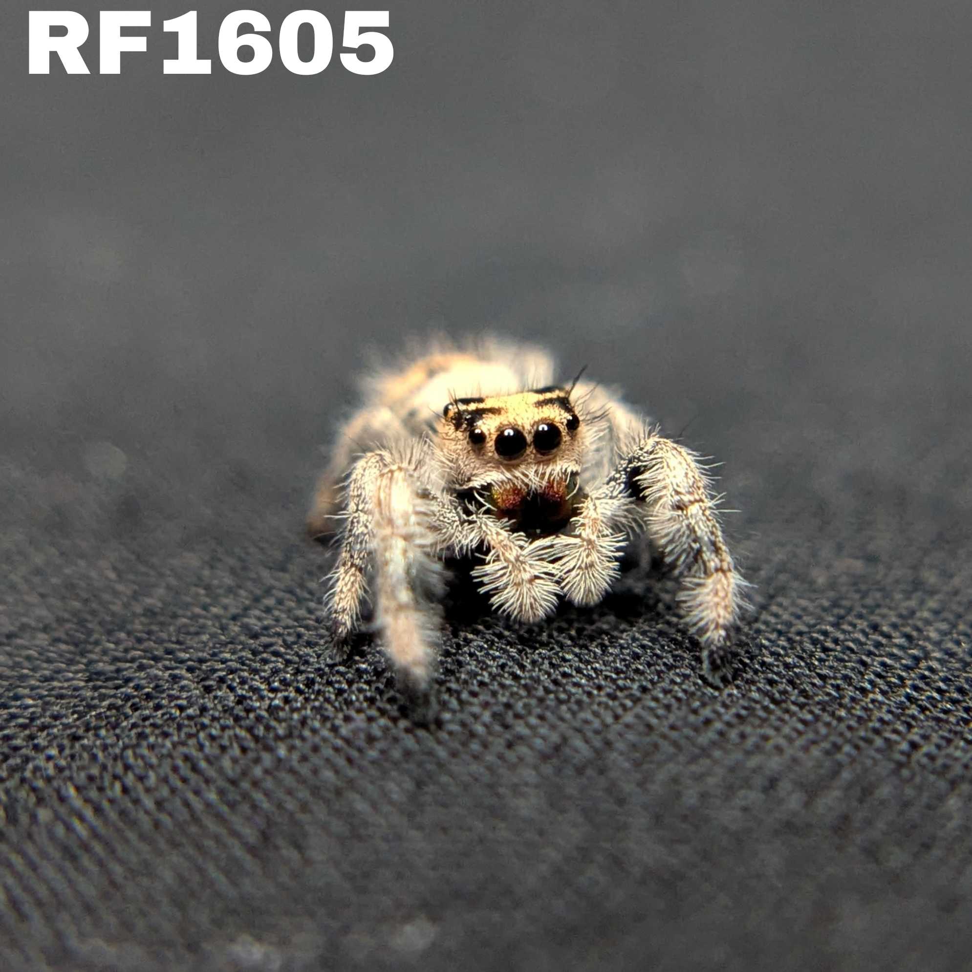 Regal Jumping Spider "Imogen"