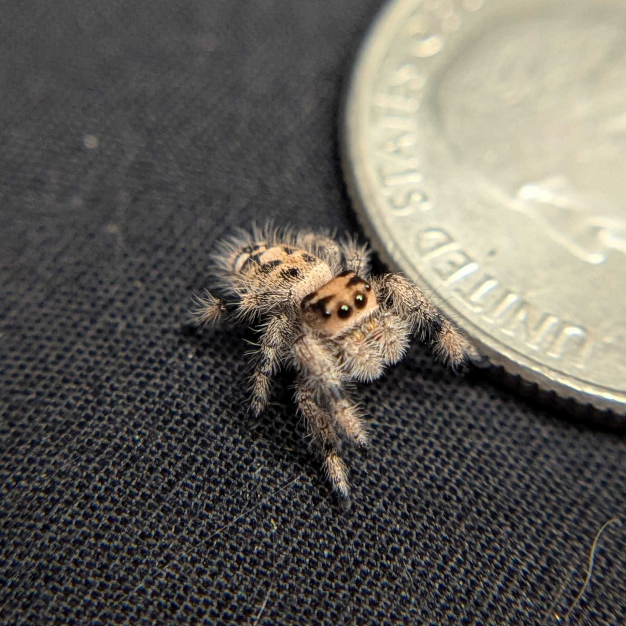 Regal Jumping Spider "Cornbread"