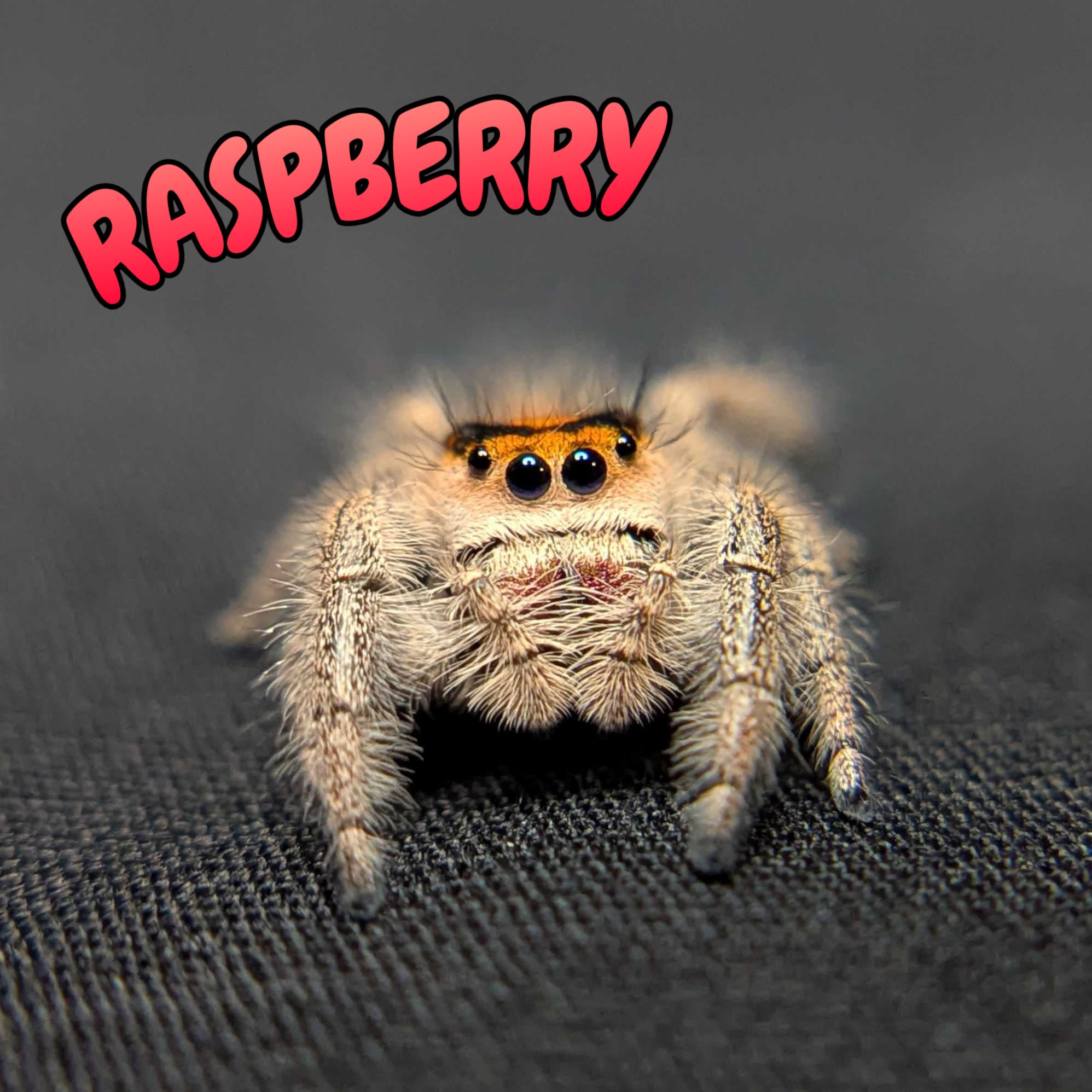 Regal Jumping Spider "Raspberry"
