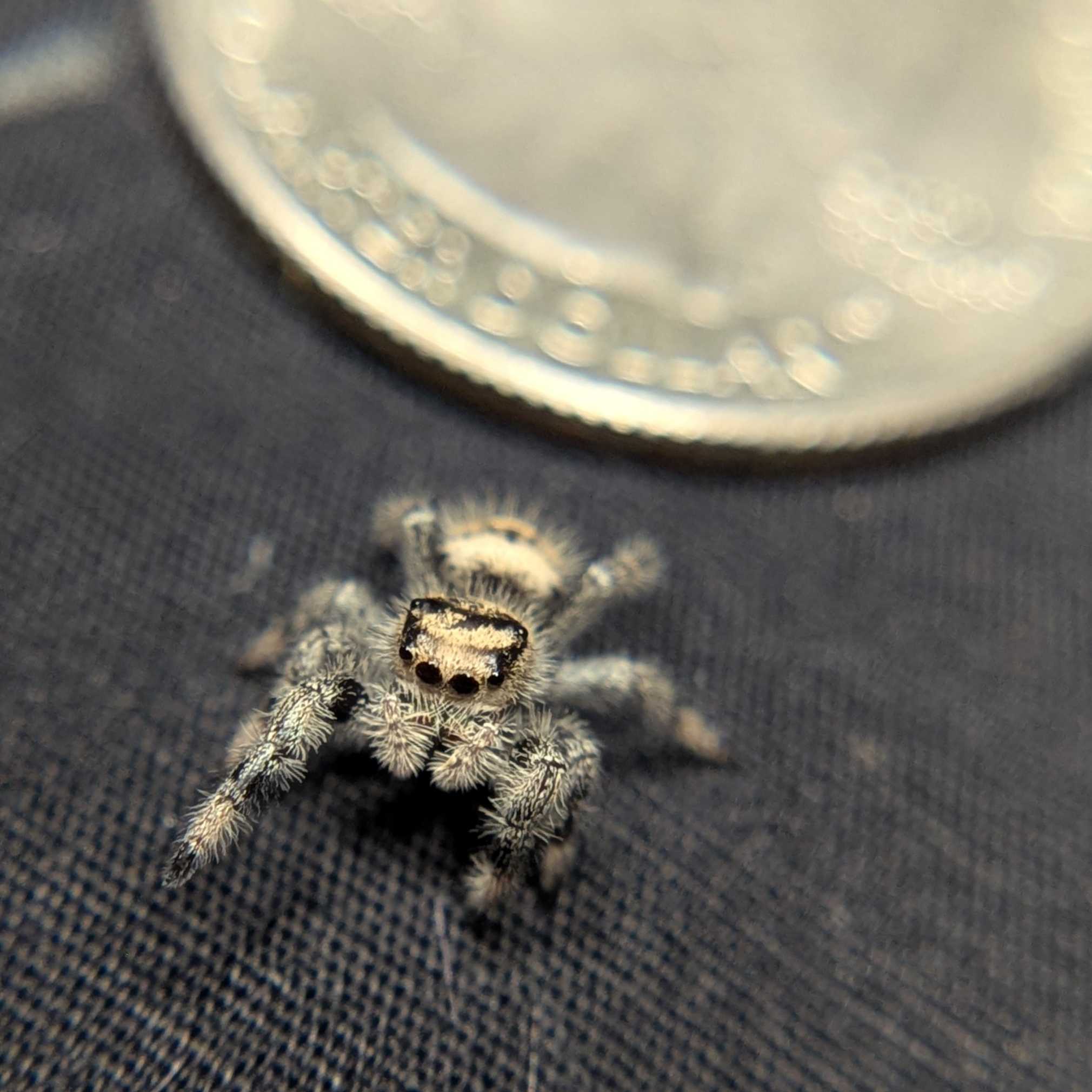 Regal Jumping Spider "Sherbert"