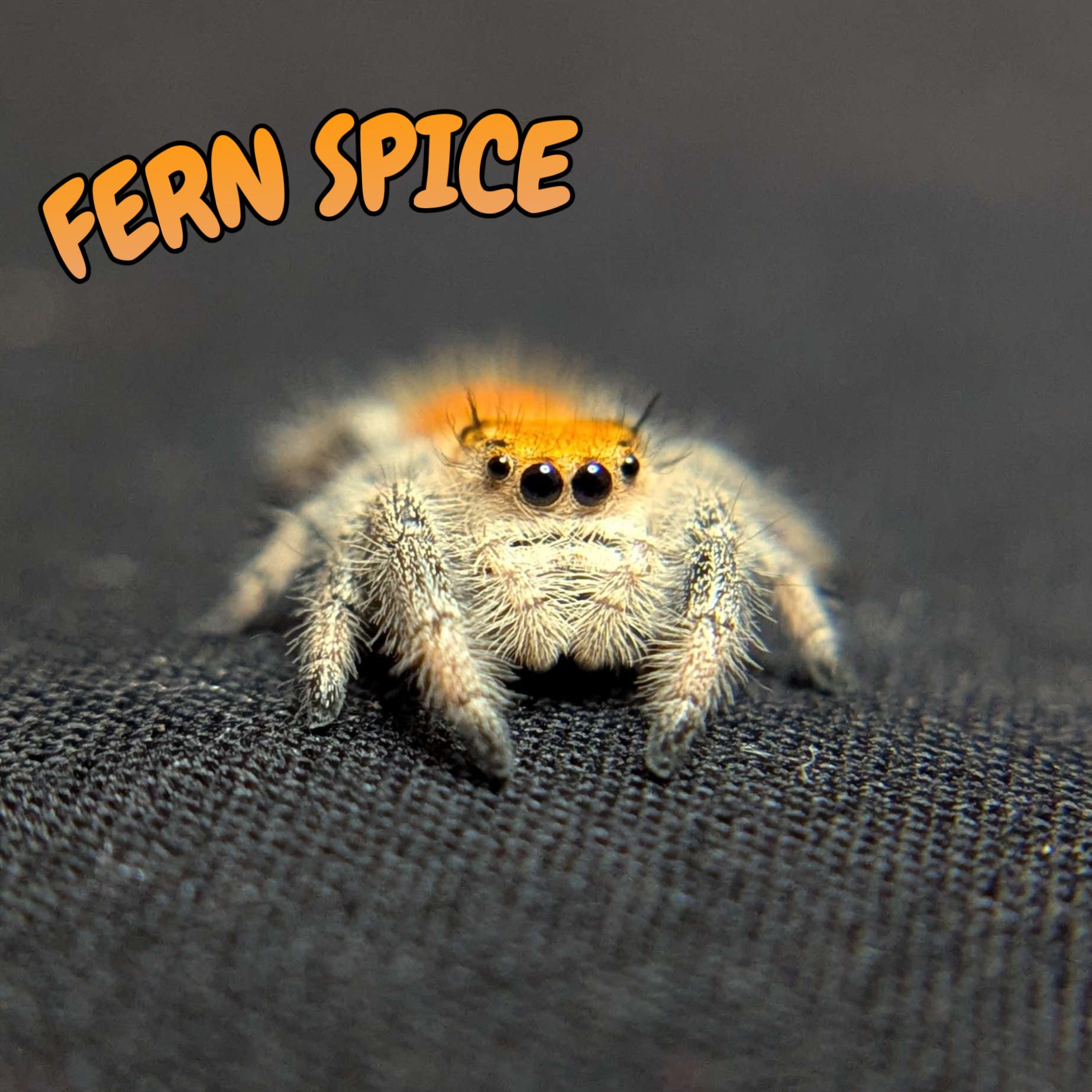 Regal Jumping Spider “Fern Spice”