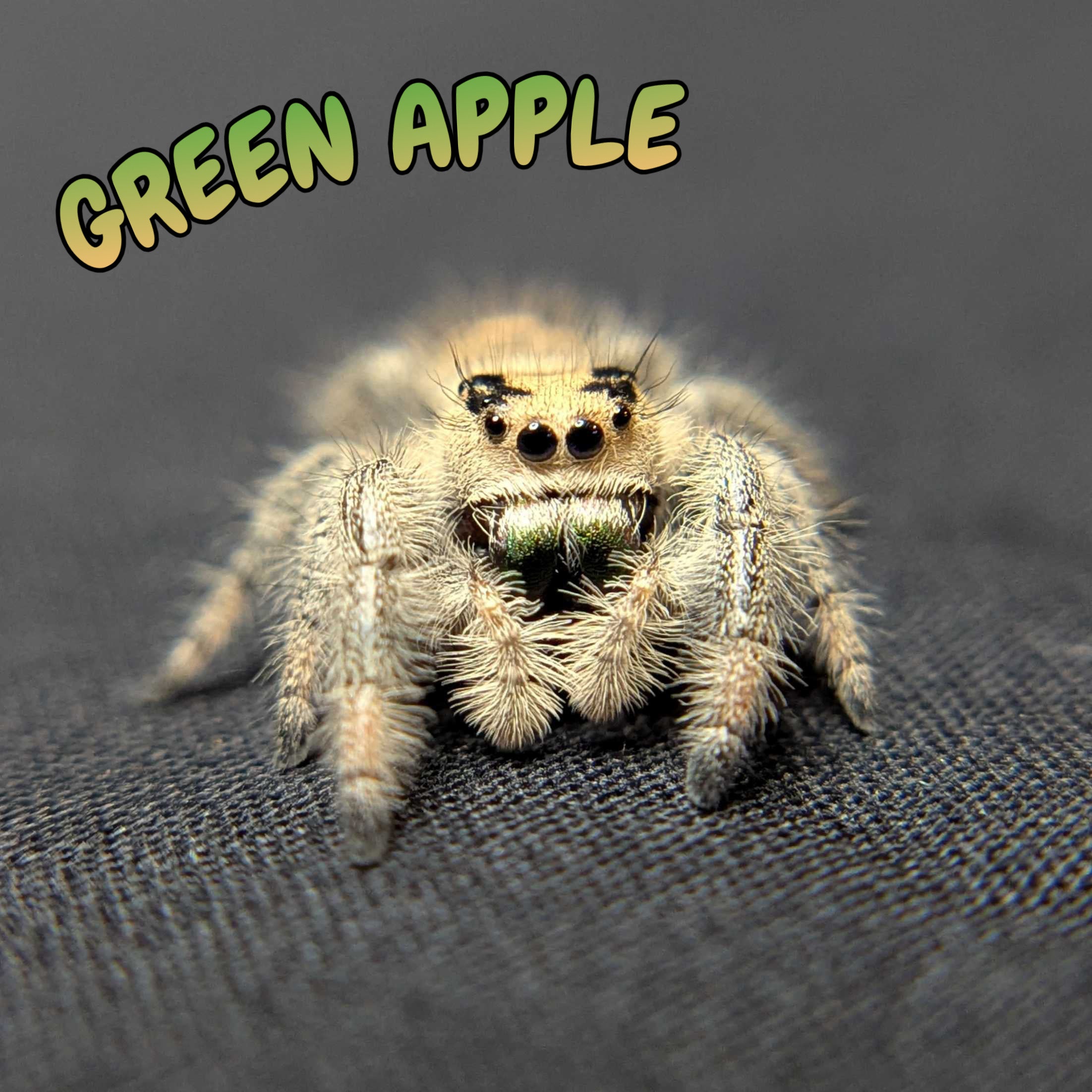 Regal Jumping Spider "Green Apple"