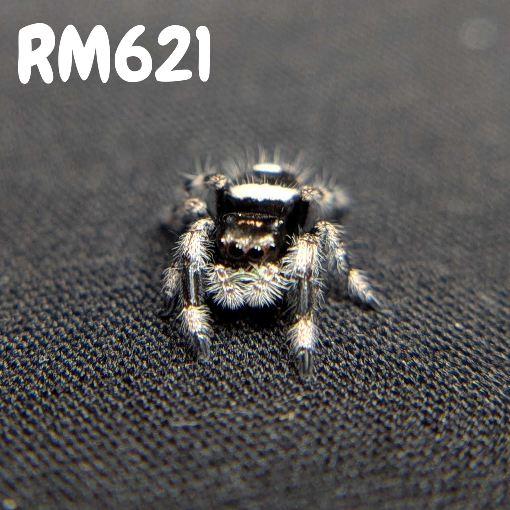 Regal Jumping Spider "Night"