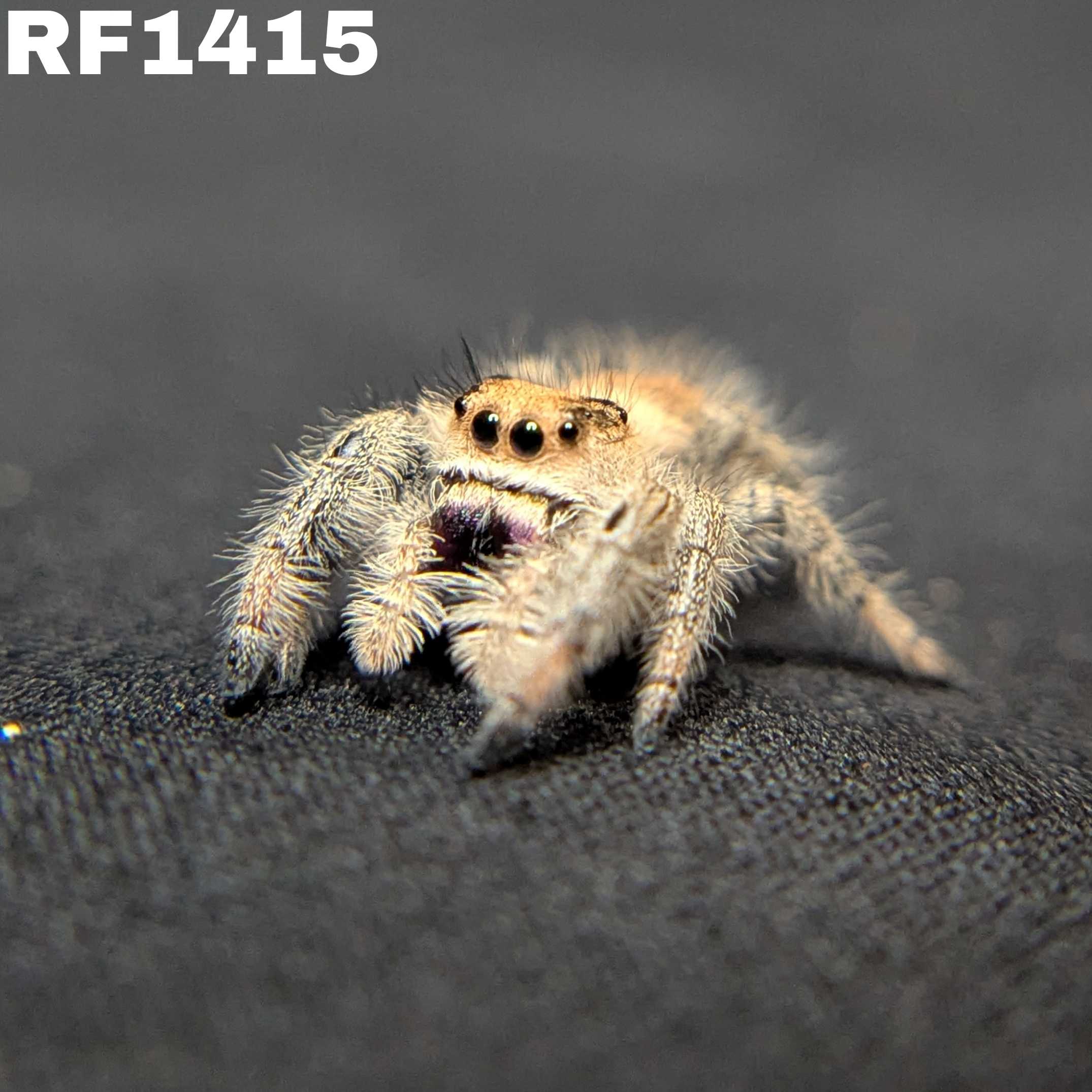 Regal Jumping Spider "Coffee"