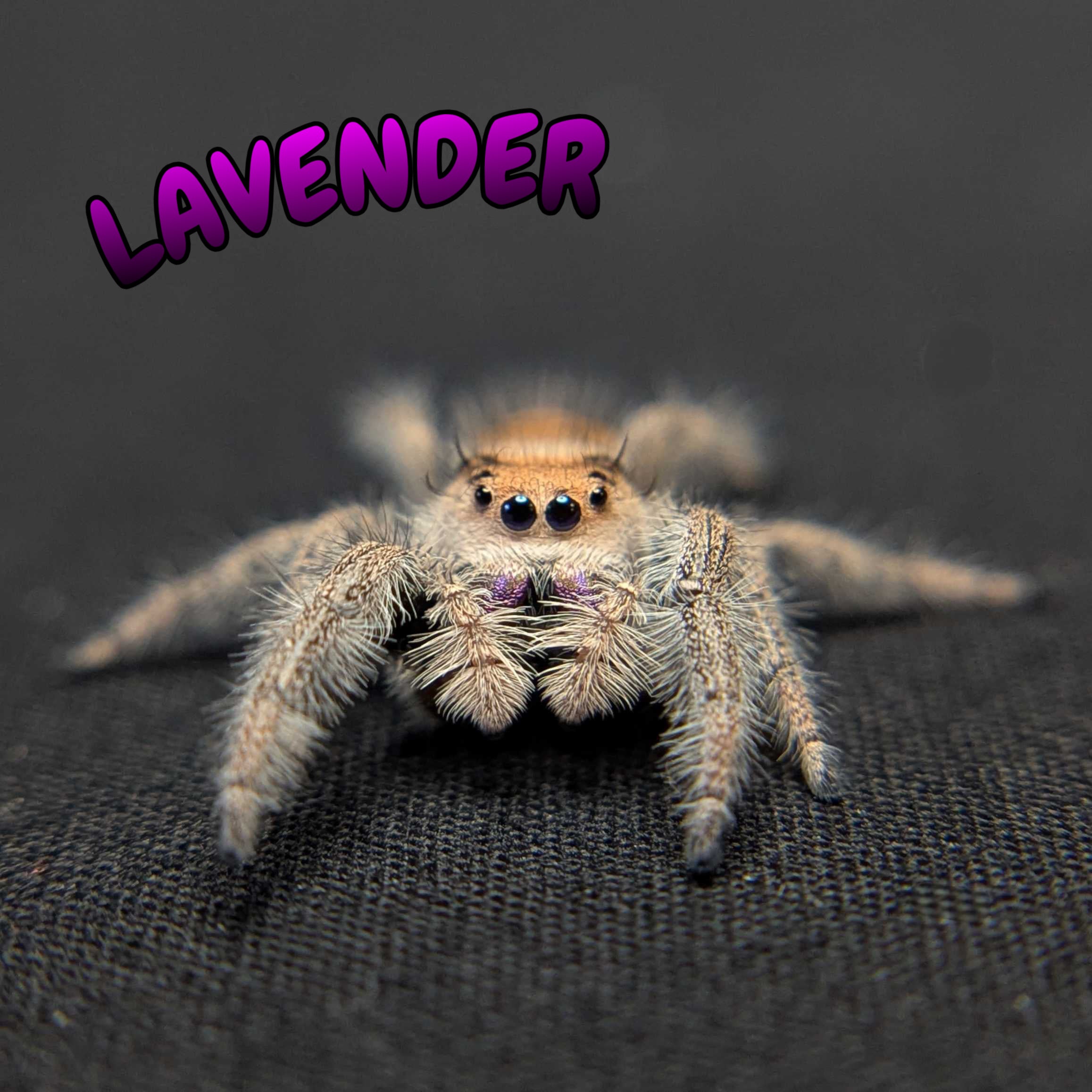 Regal Jumping Spider "Lavender"