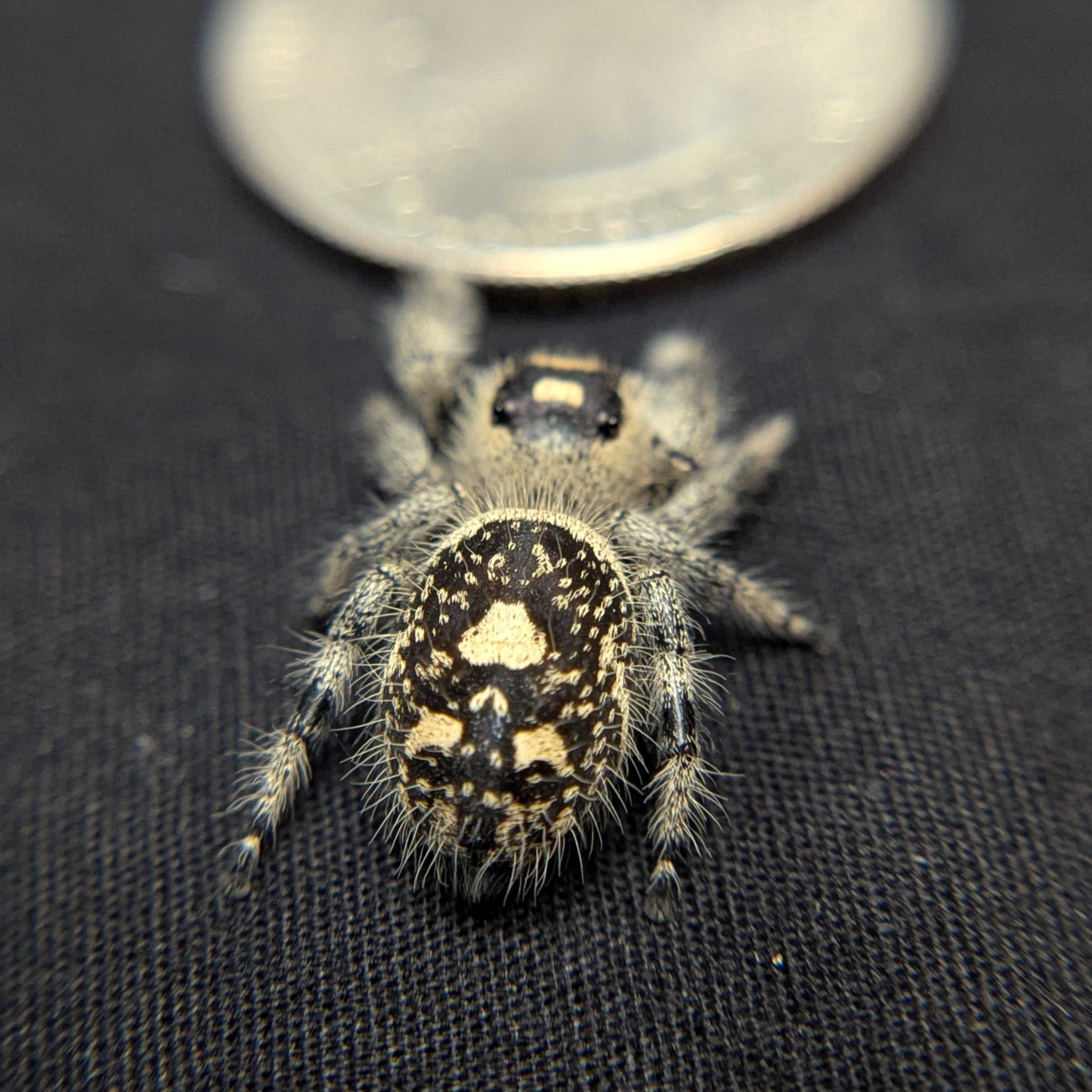 Regal Jumping Spider "Violet Blaze"