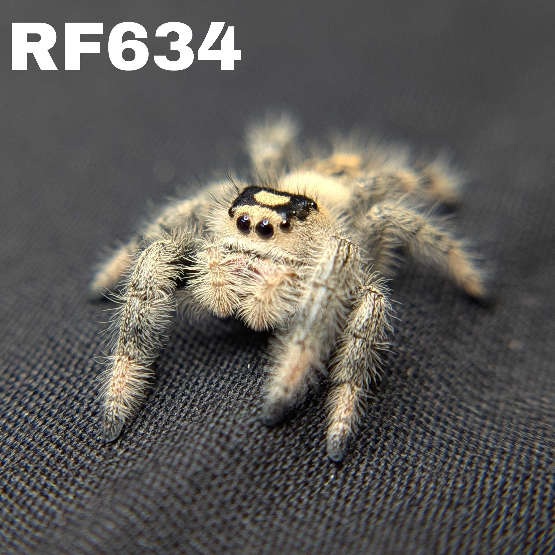 Regal Jumping Spider "Snugglebug"