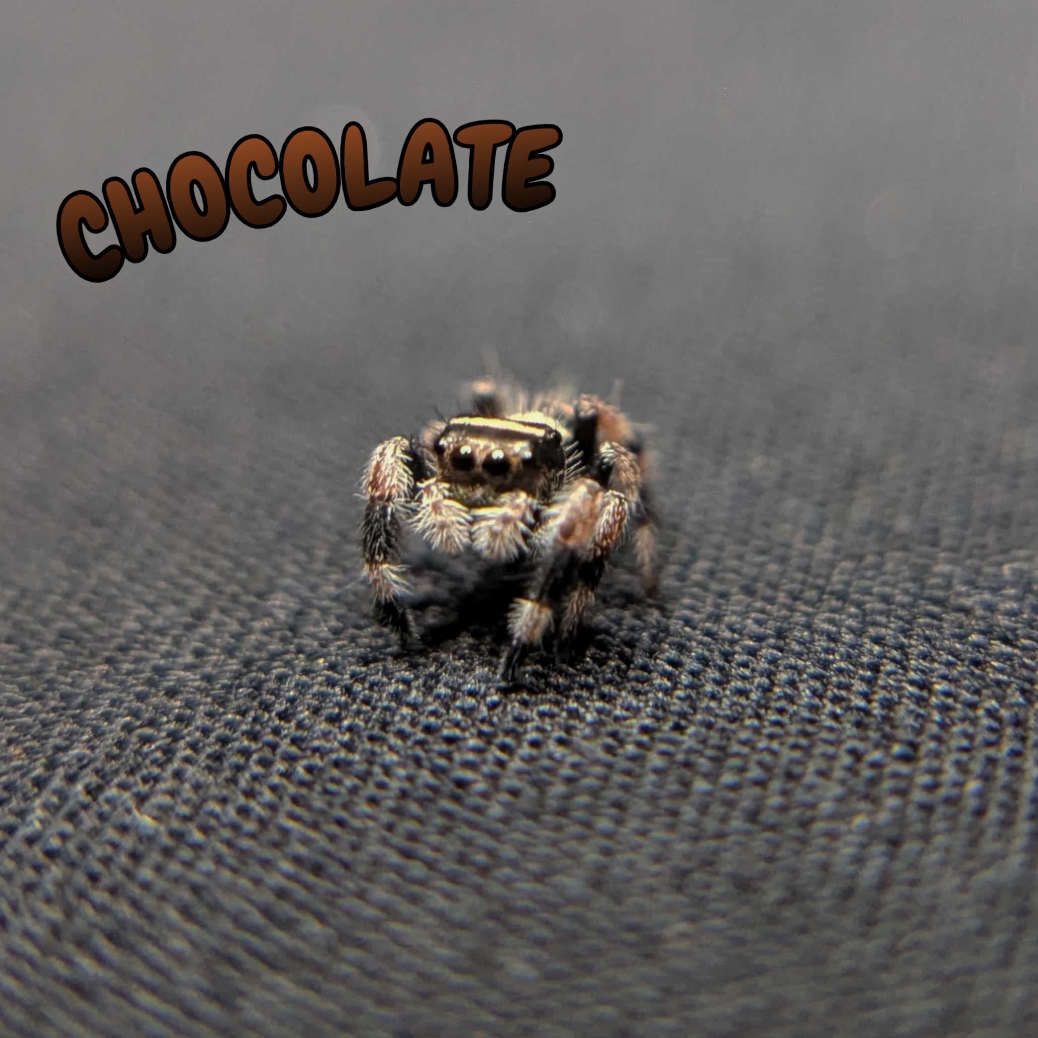 Regal Jumping Spider "Chocolate"