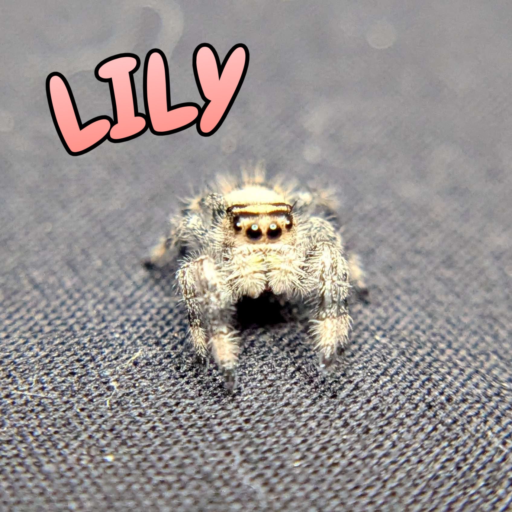 Regal Jumping Spider "Lily"